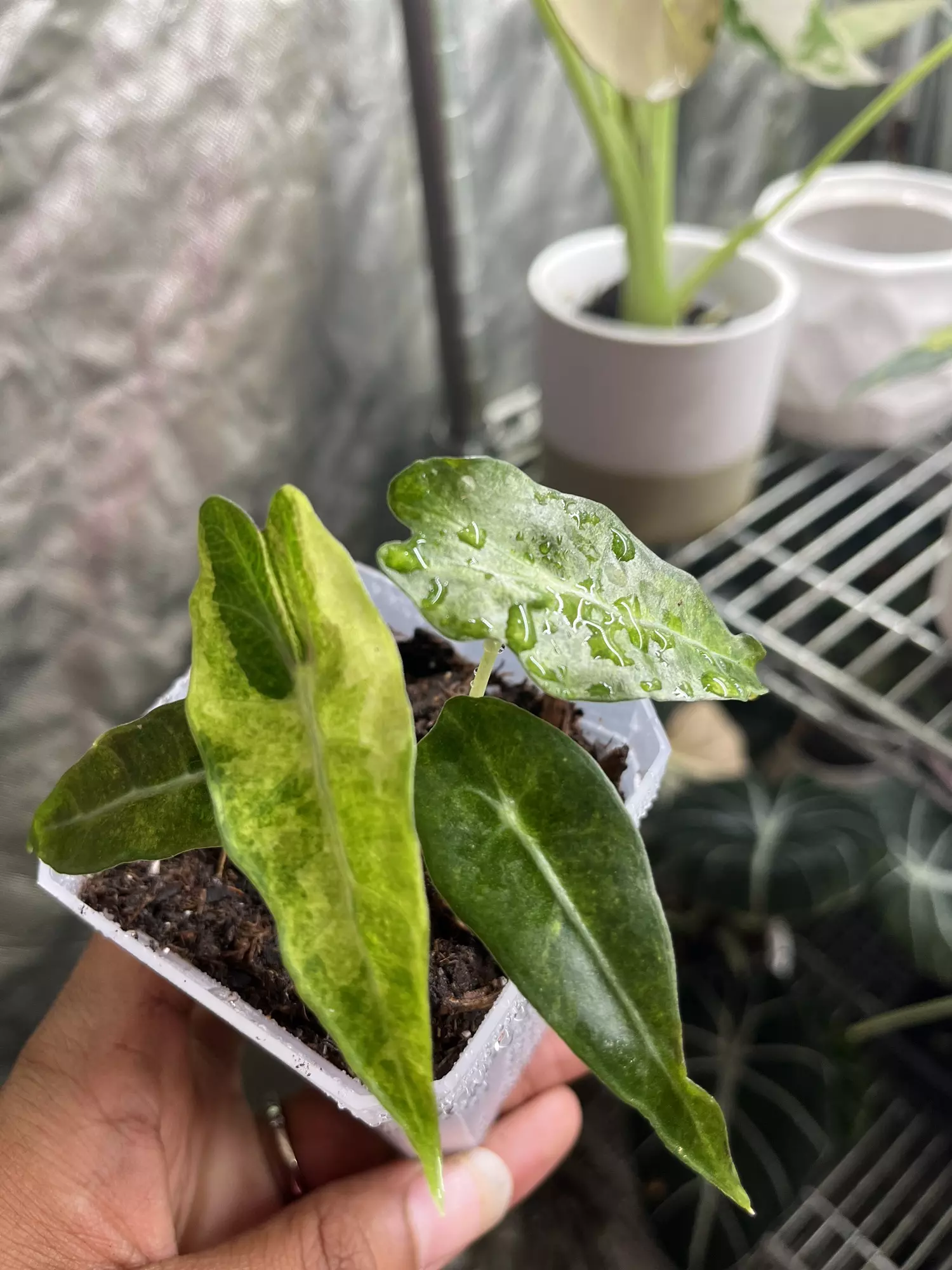 plant/Alocasia Polly Aurea-0
