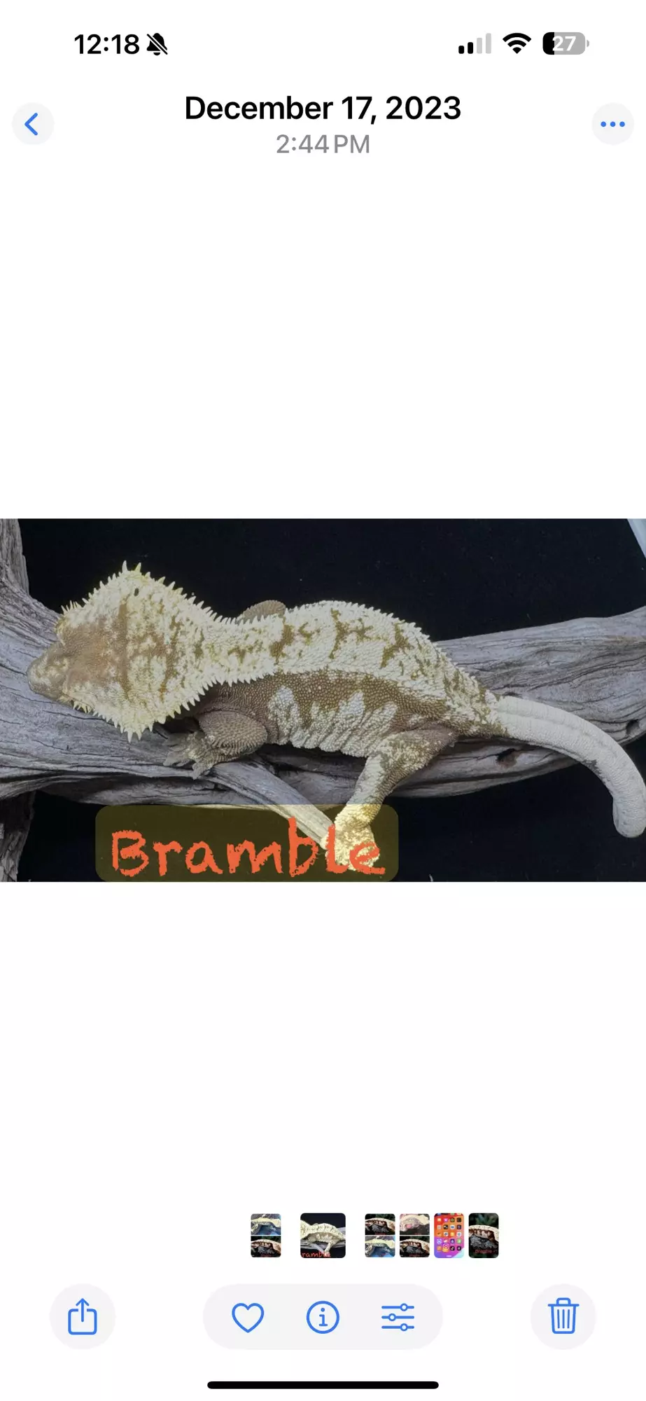 plant/Bramble proven female-1