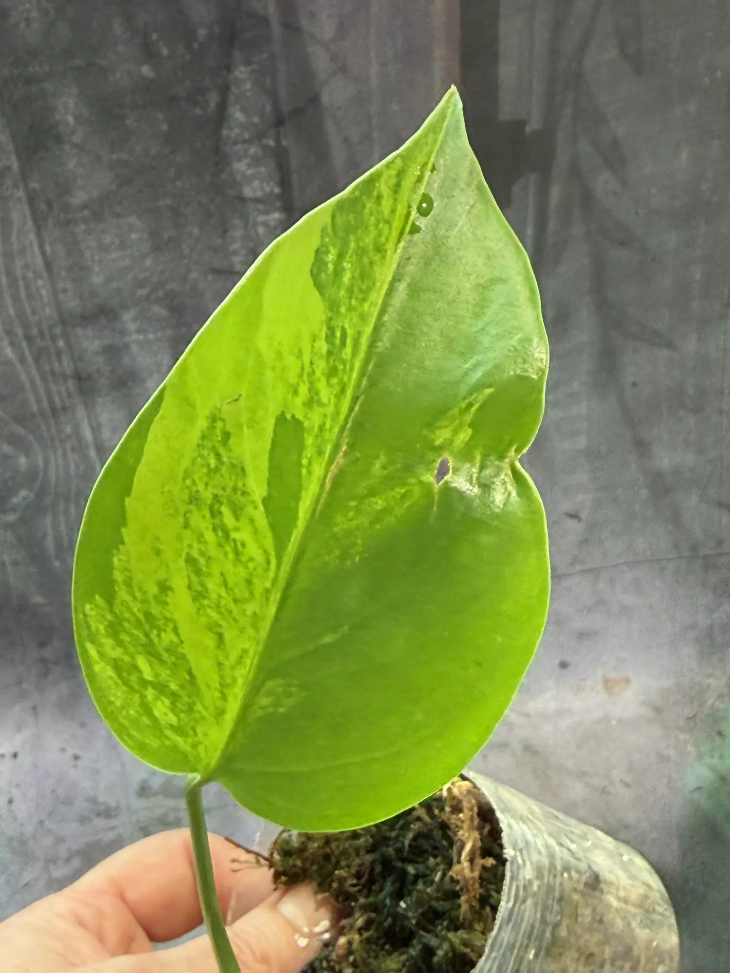 plant/Monstera Aurea borsigiana-0