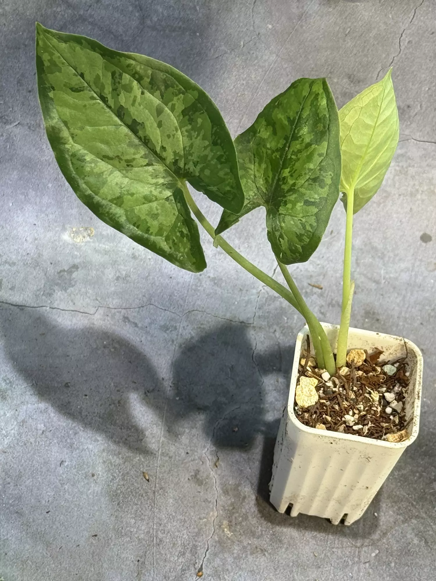 plant/Hapaline tricolor lightly rooted terrarium plant-1