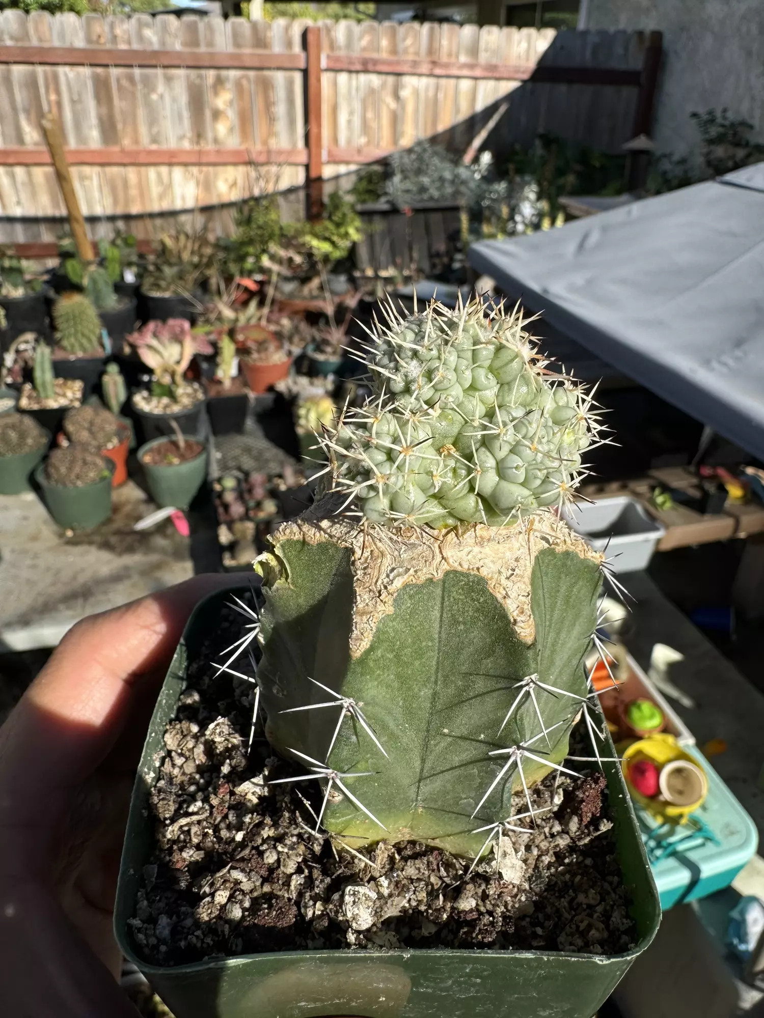 plant/Monstrose Clustering form Mammillaria Schumanii on graft-2