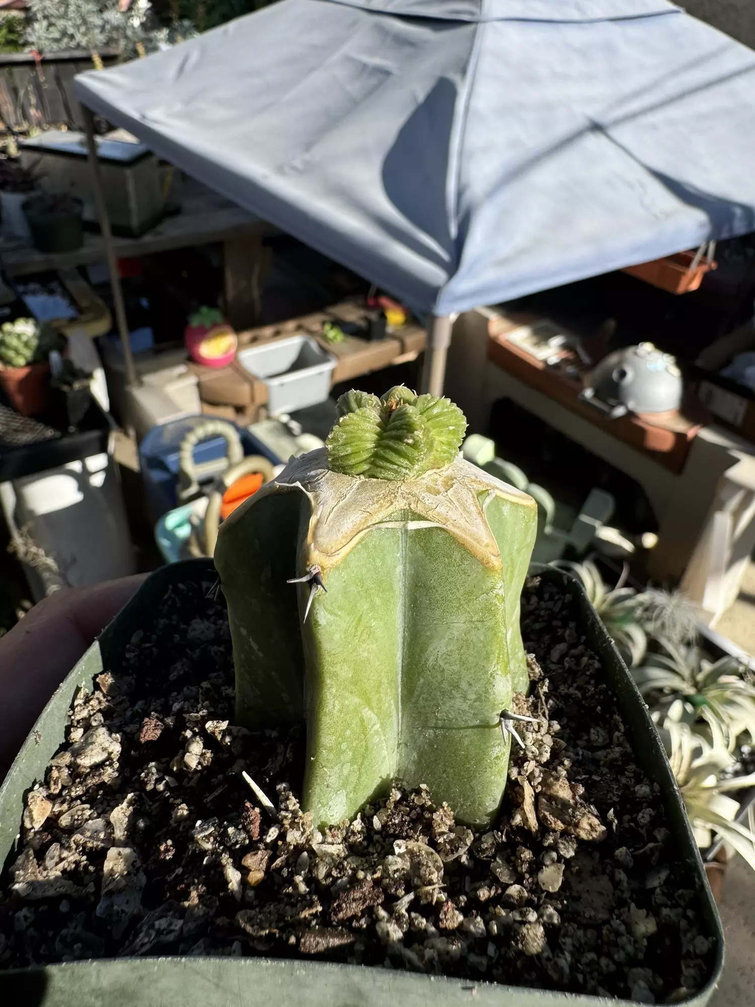 plant/Aztekium Valdezii on graft-1