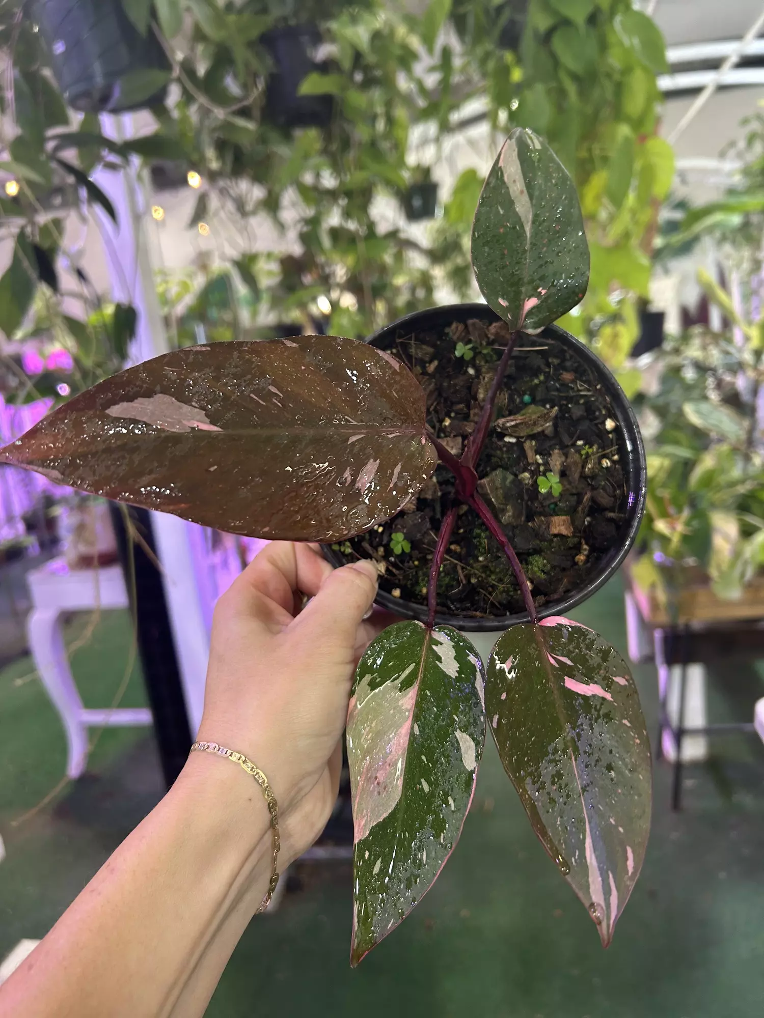 plant/Philodendron ppp 6”-0