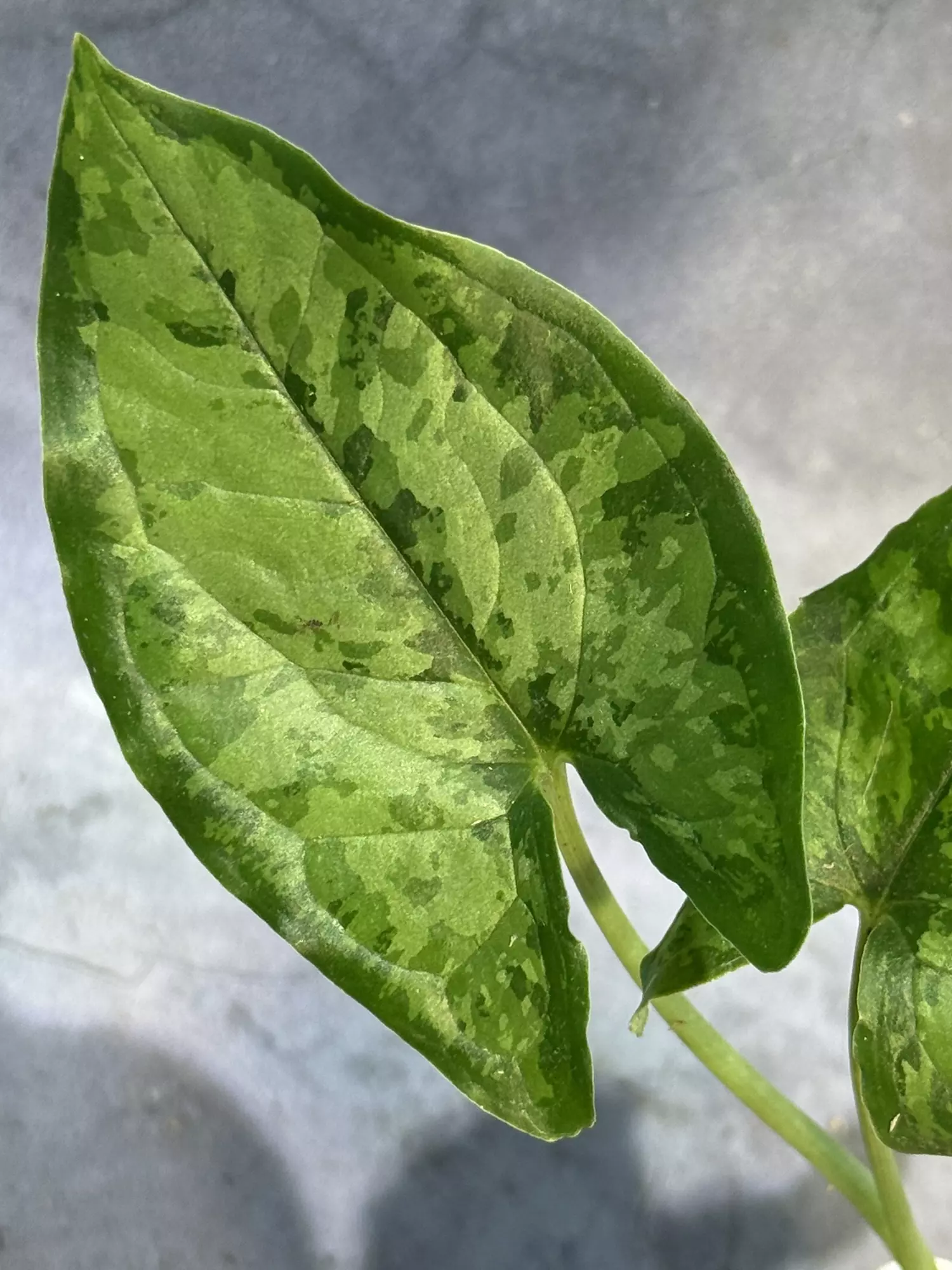 plant/Hapaline tricolor lightly rooted terrarium plant-0