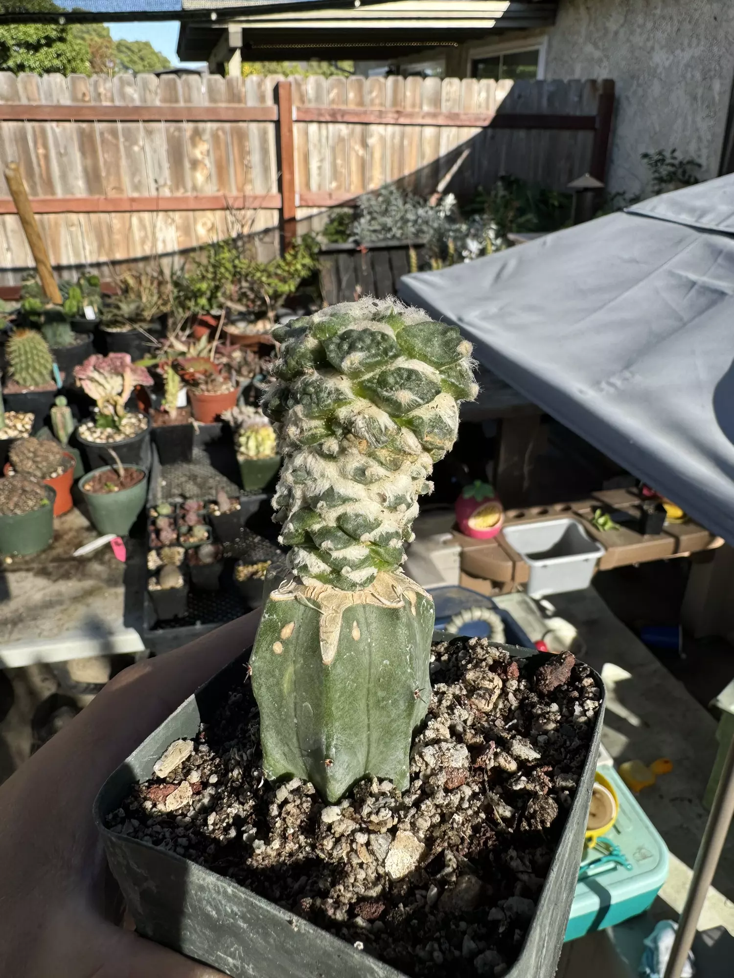 plant/Monstrose Ariocarpus Furfuraceous on graft-0