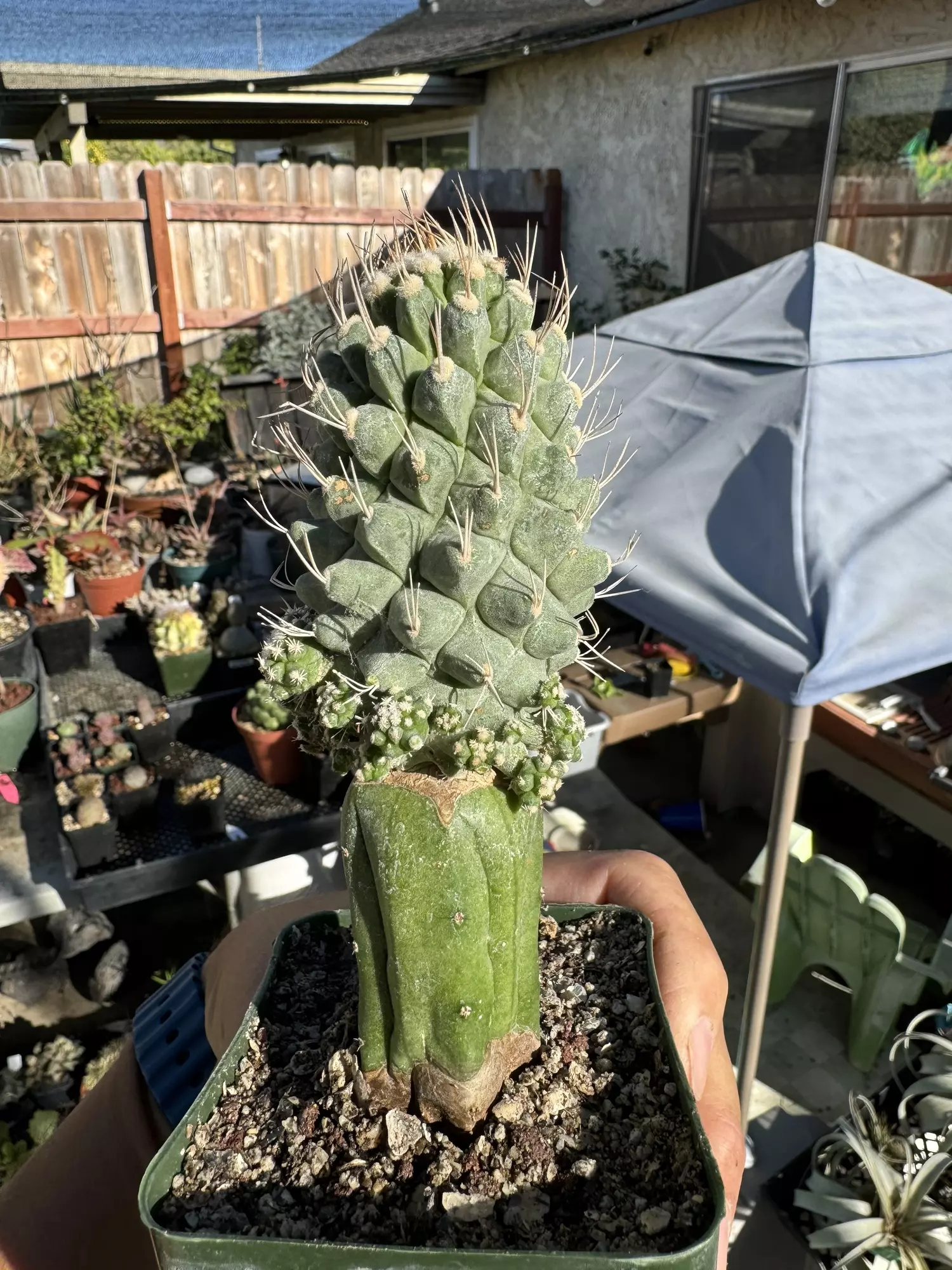 plant/Huge! Monstrose Strombocactus on graft-1