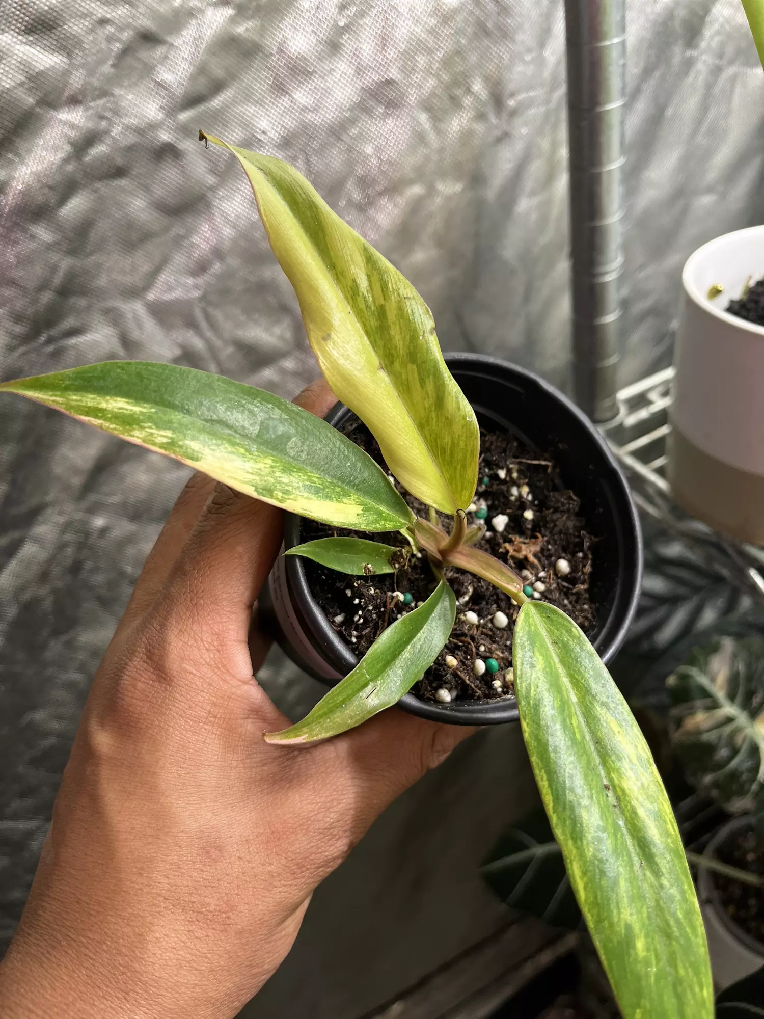 plant/Philodendron Caramel Marble-0