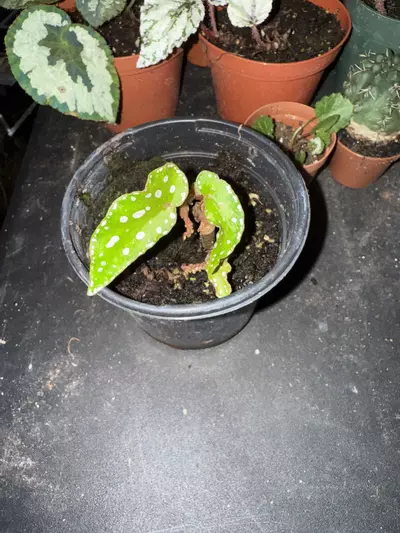 plant/Begonia -0-thumbnail