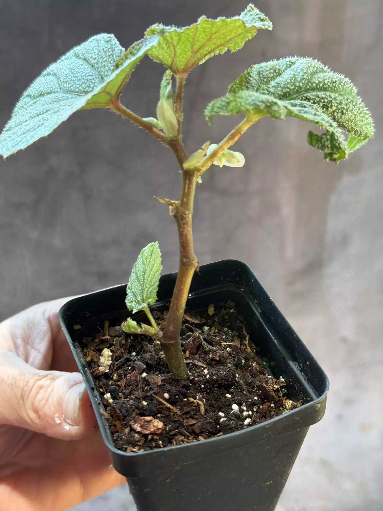 plant/Pink sinbad begonia-1
