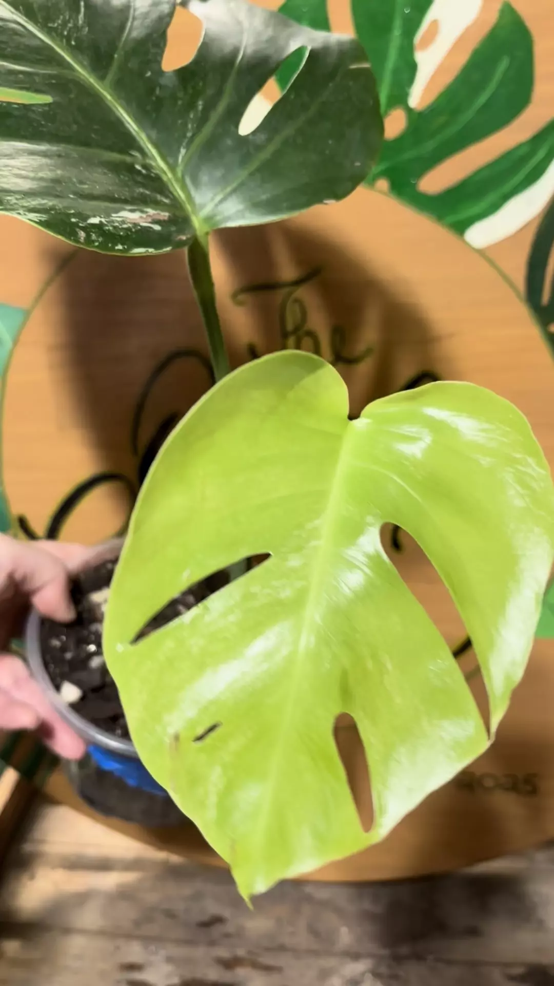 plant/Monstera albo-1