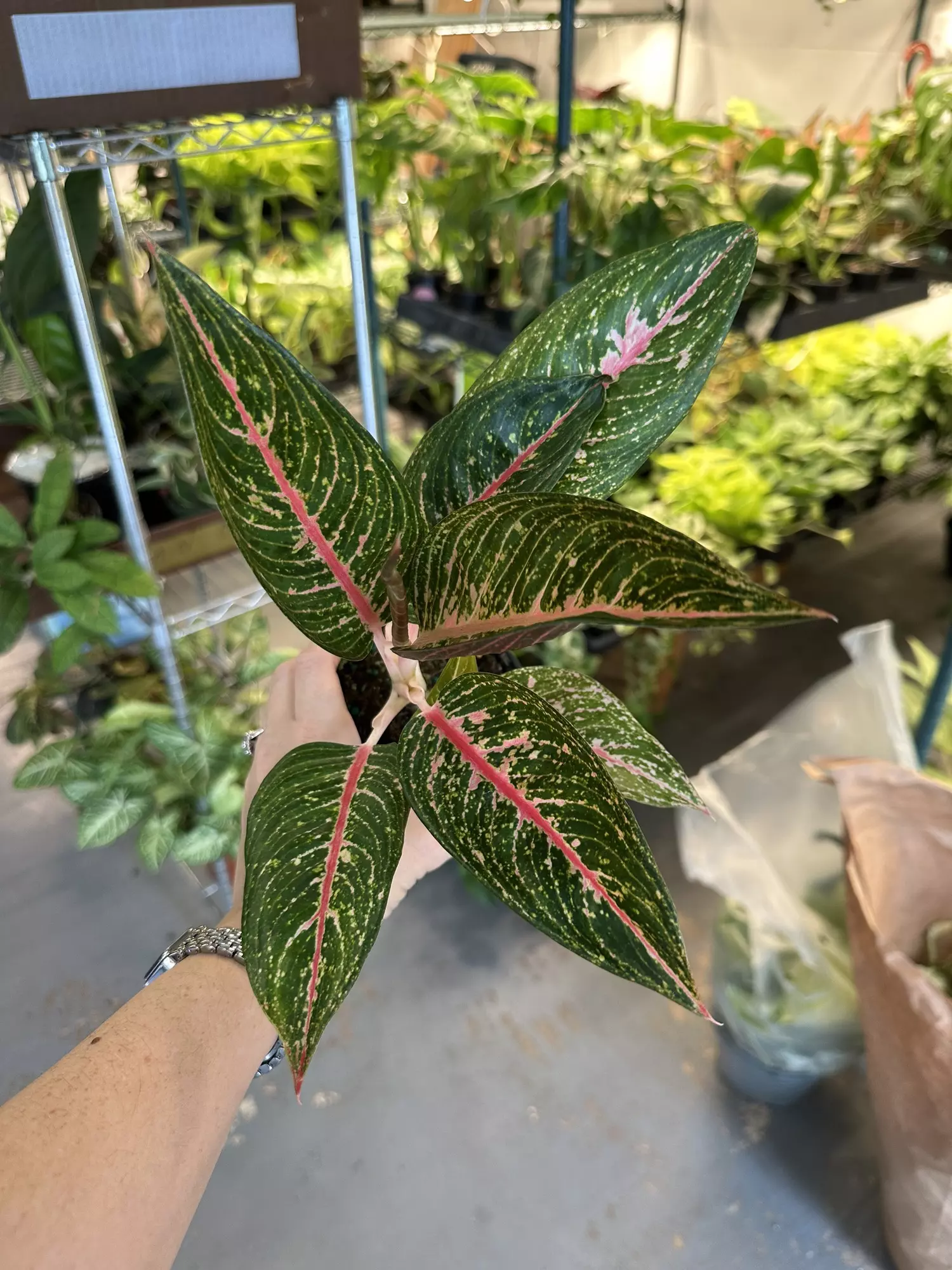 plant/Aglaonema pink moon #1-0
