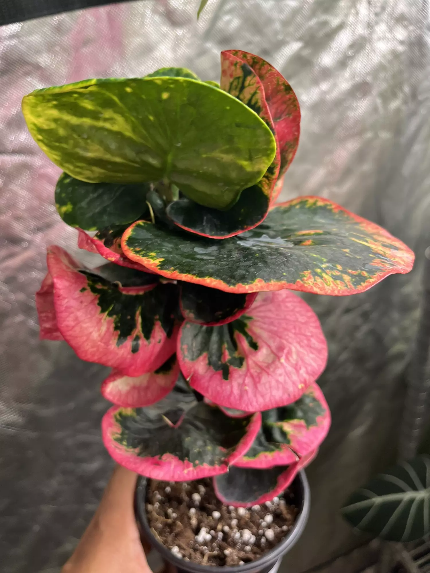plant/Croton Rose-0