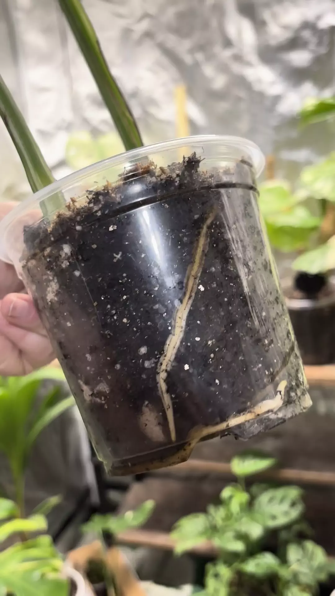 plant/Monstera albo-2