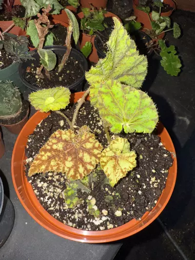 plant/Begonia cowardly lion 6”-0-thumbnail