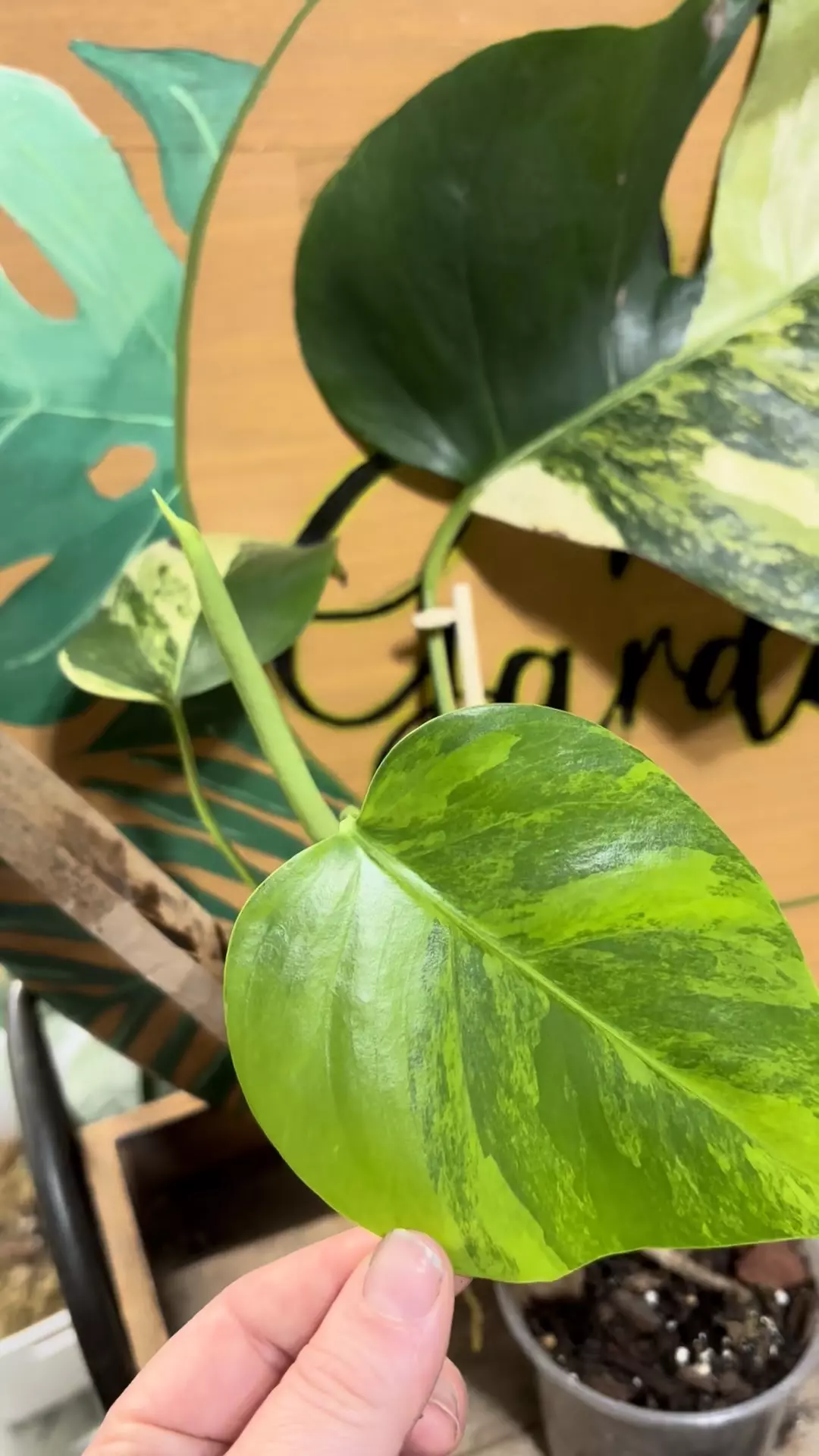 plant/Aurea monstera rooted-1