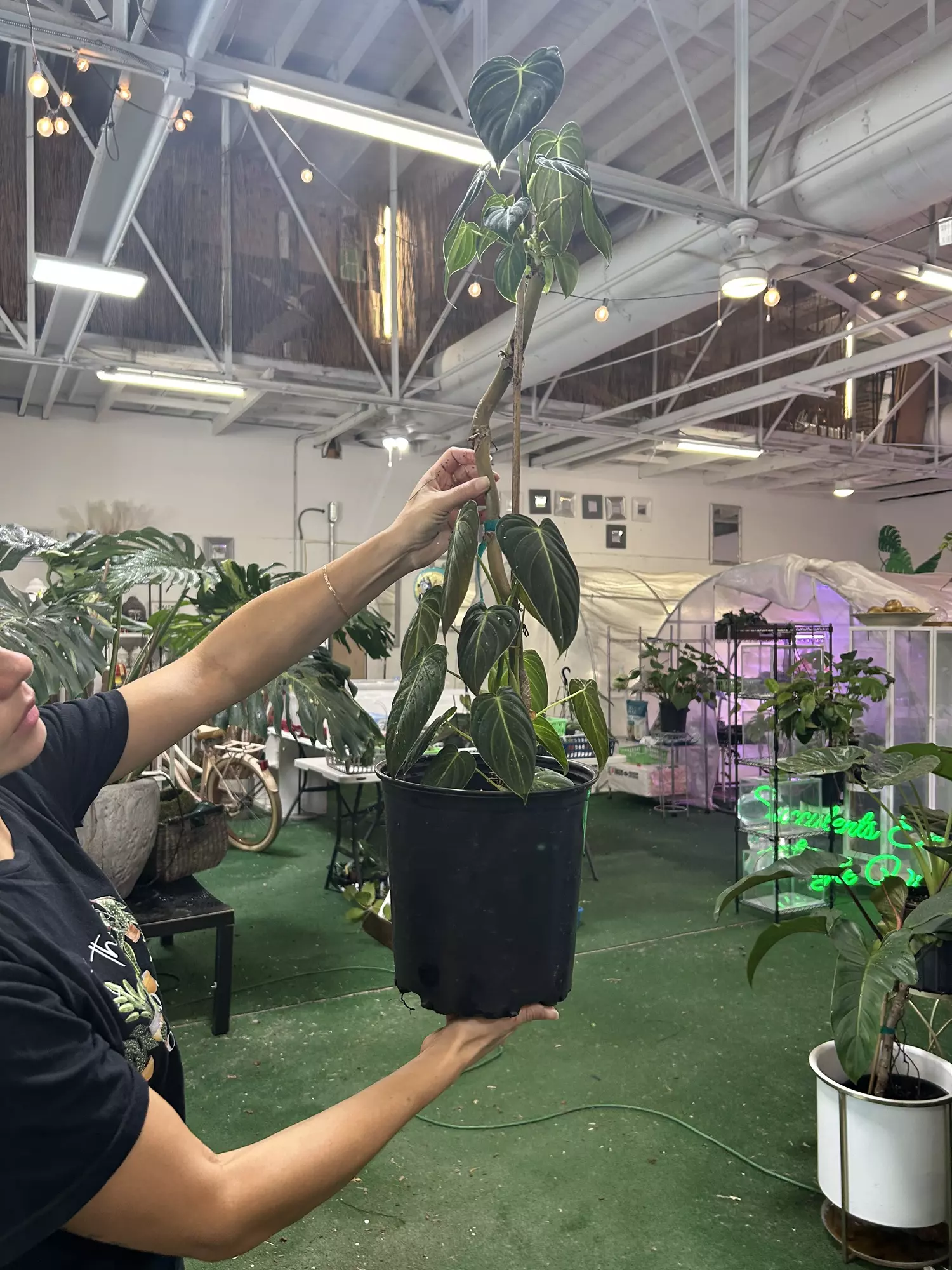 plant/Philodendron melano 1gl -0