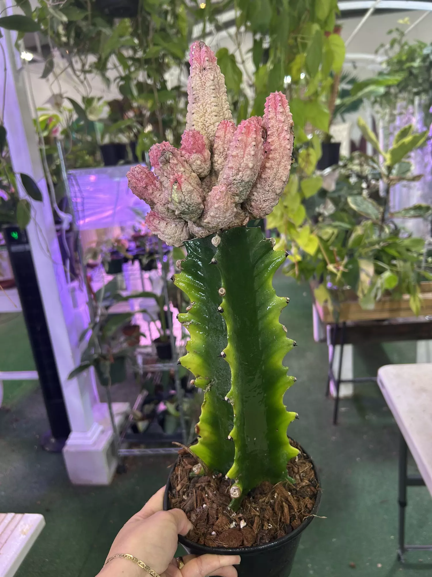 plant/Euphoria alberduki pink 6”-0