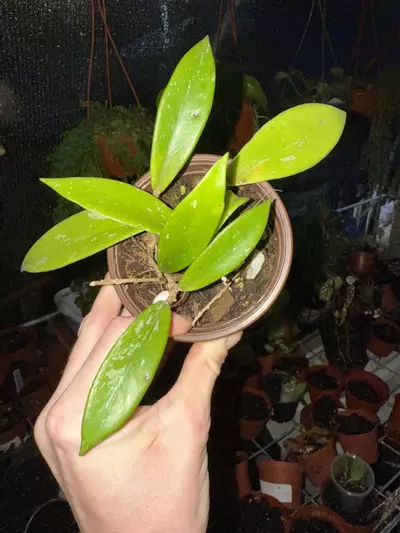 plant/Hoya pubicalyx -0-thumbnail