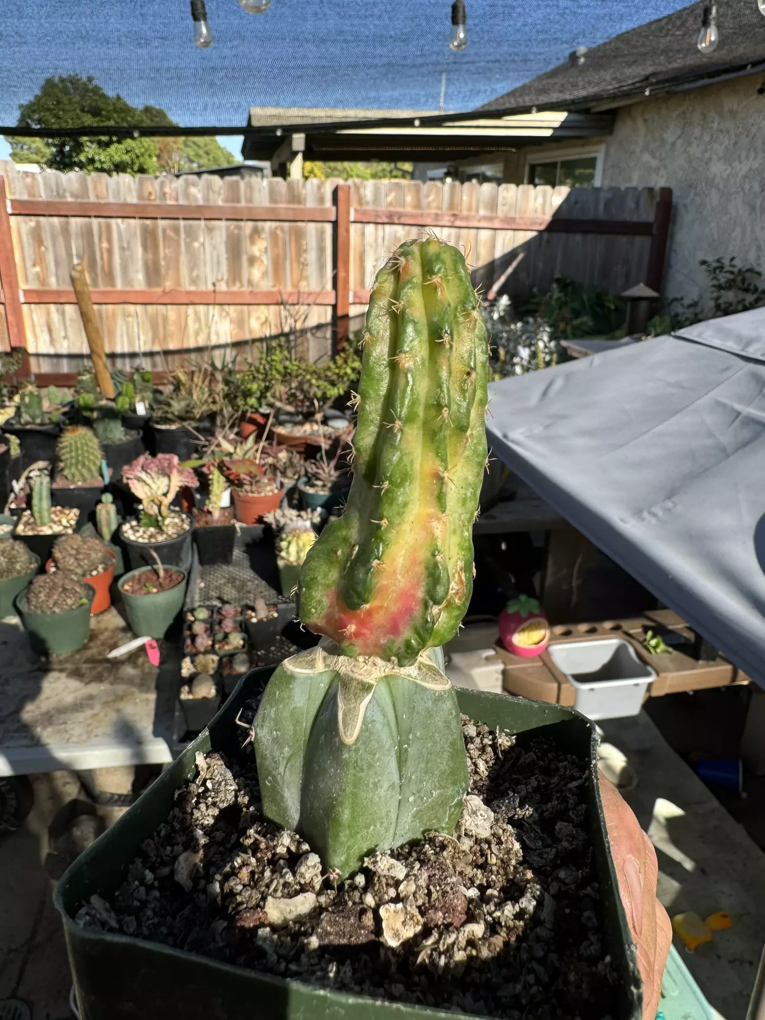 plant/Big Myrtillocalycium on graft-1