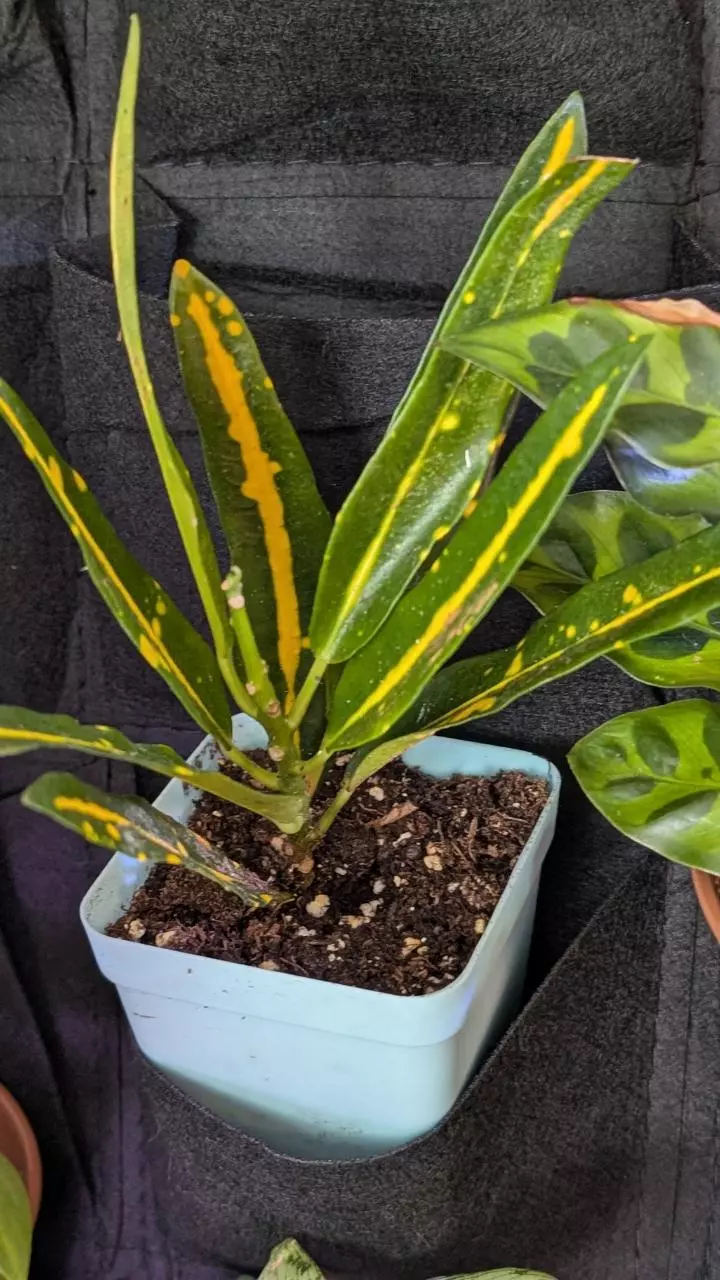 plant/Croton sunny star-1