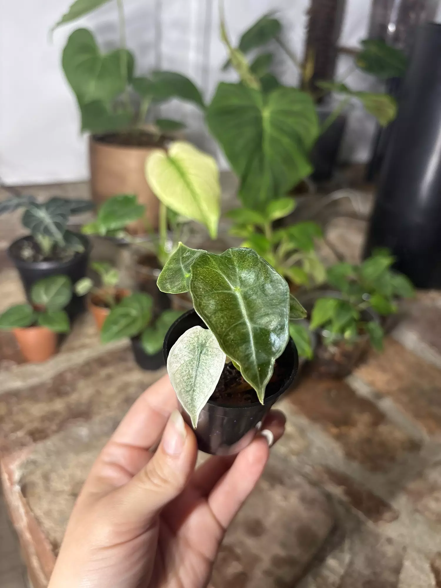 plant/alocasia polly ghost-0