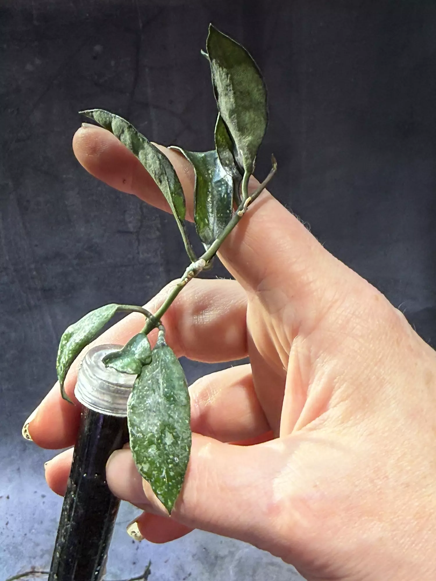 plant/Hoya lacunosa Thailand unrooted exact cut-2