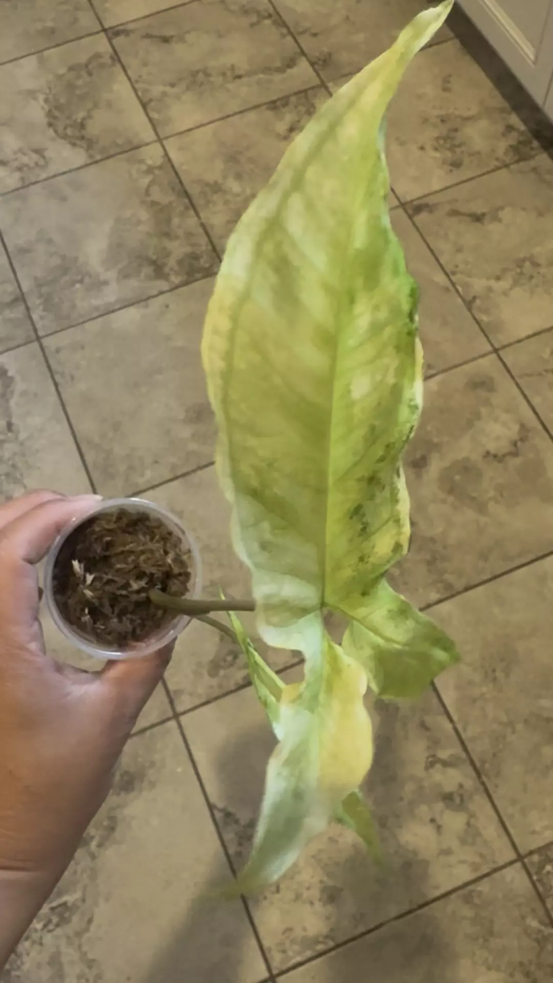 plant/Variegated Angustatum Syngonium-0