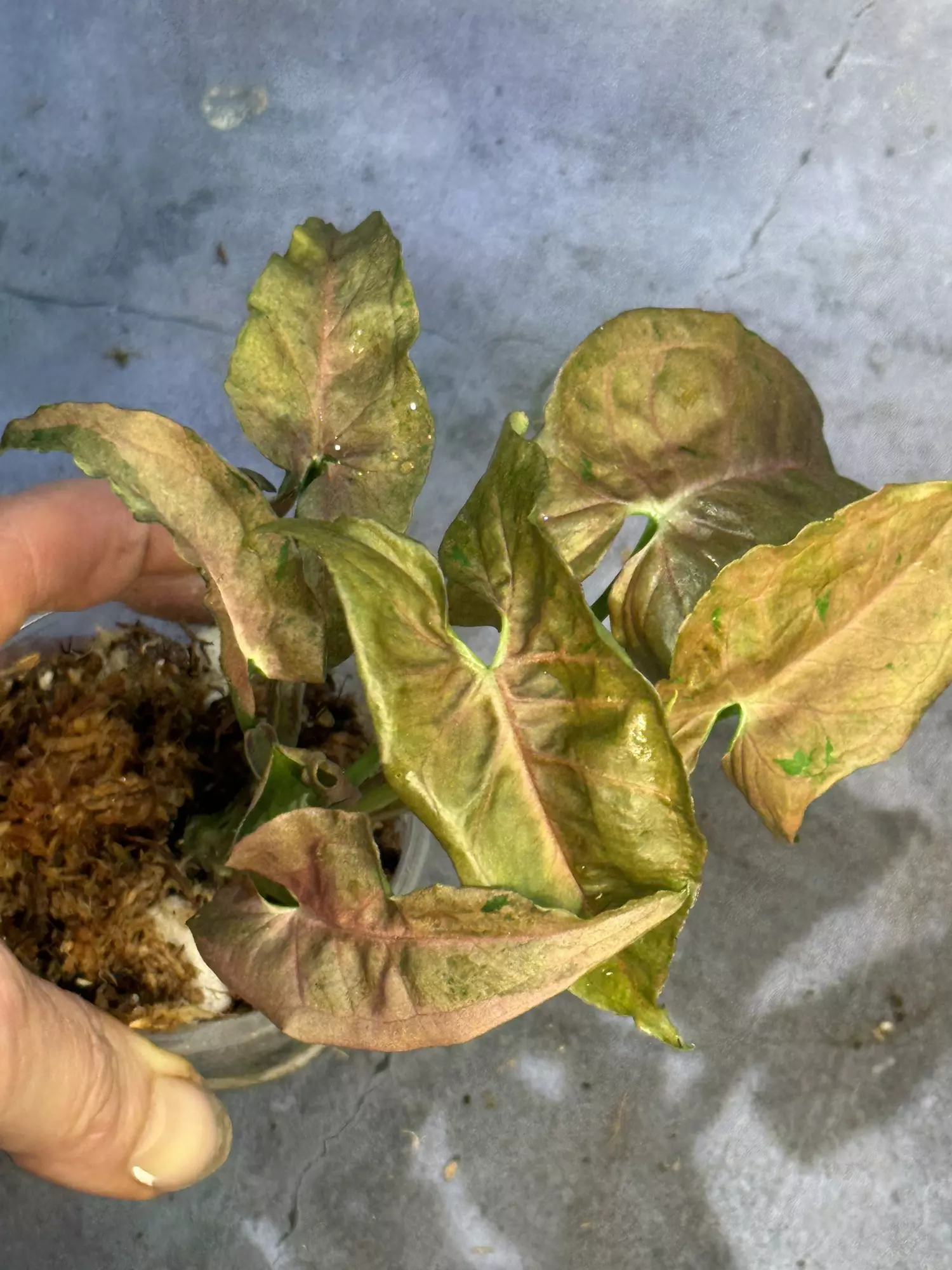 plant/RARE bubblegum dwarf syngonium lightly rooted collectors syngo-0