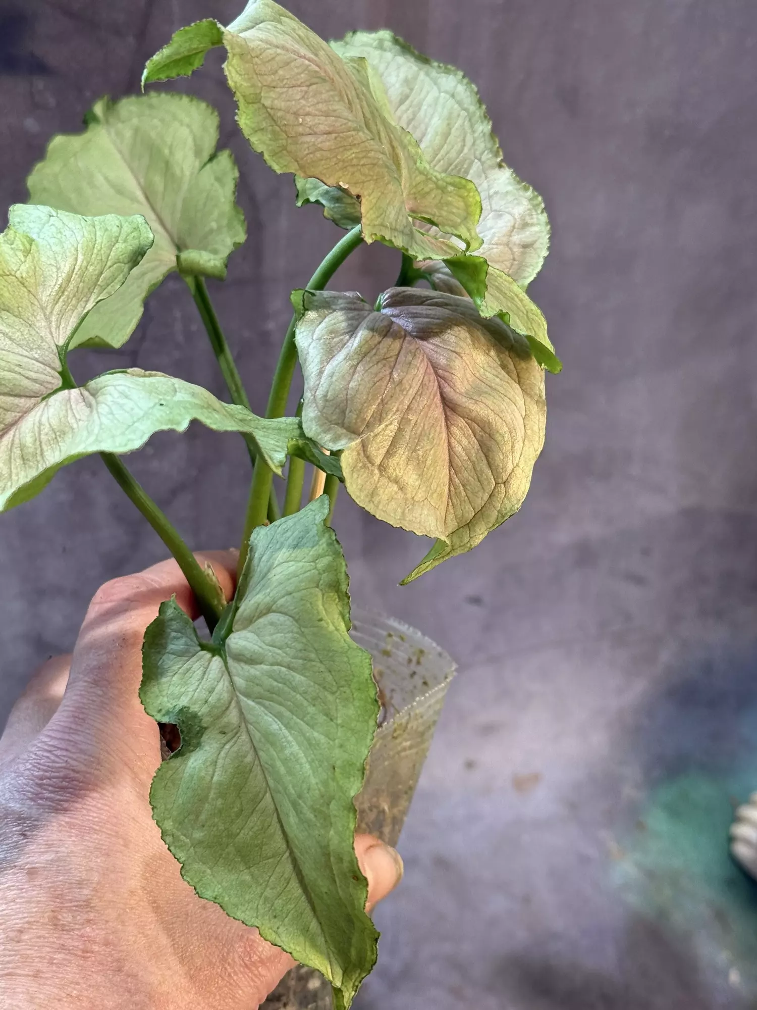 plant/Red Yami syngonium-2