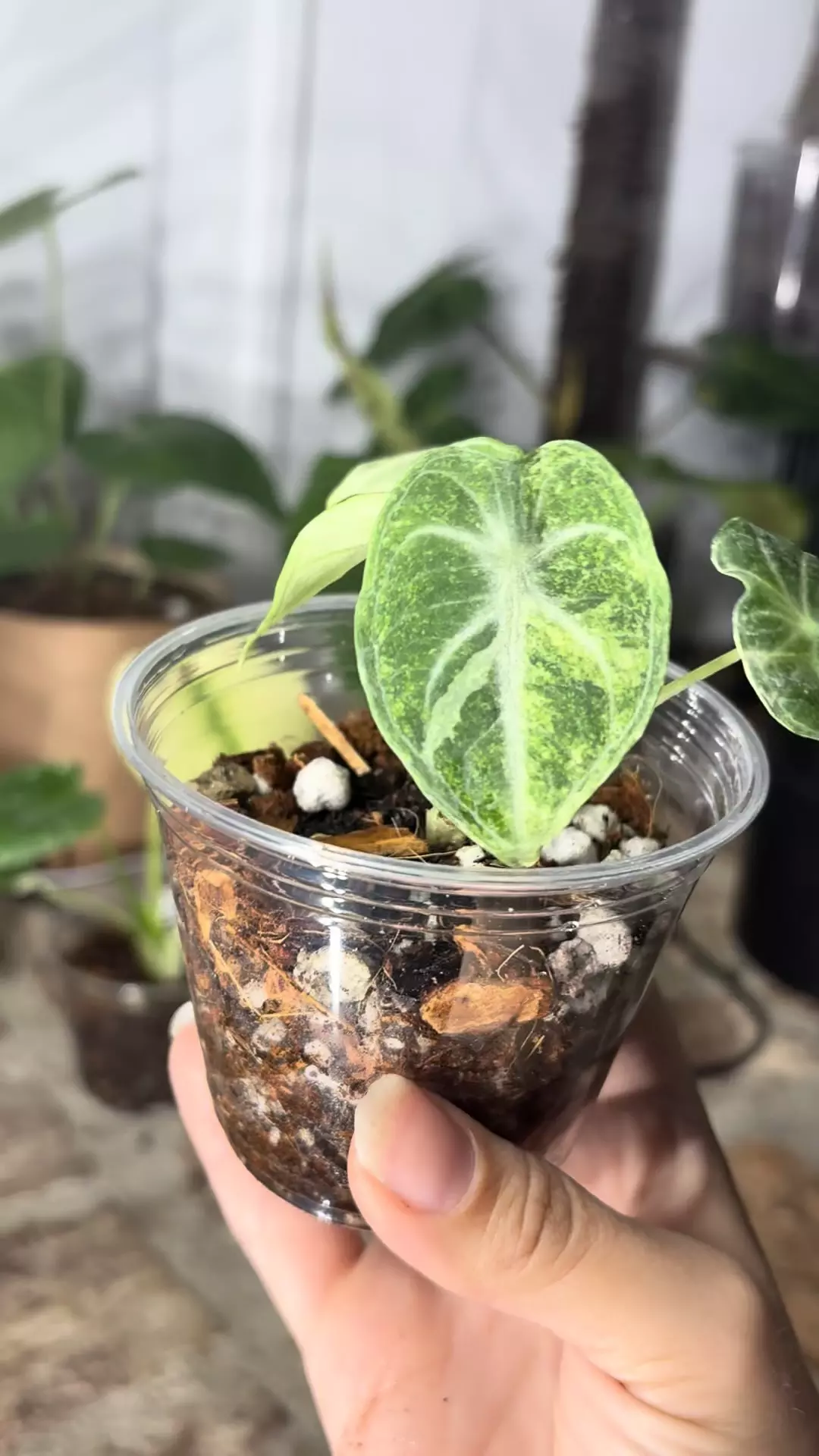 plant/alocasia ninja tricolor-1
