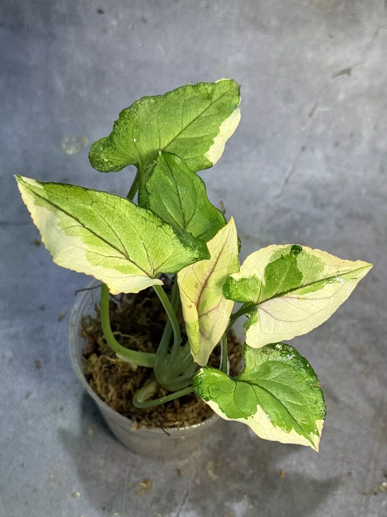 plant/White princess syngonium-0