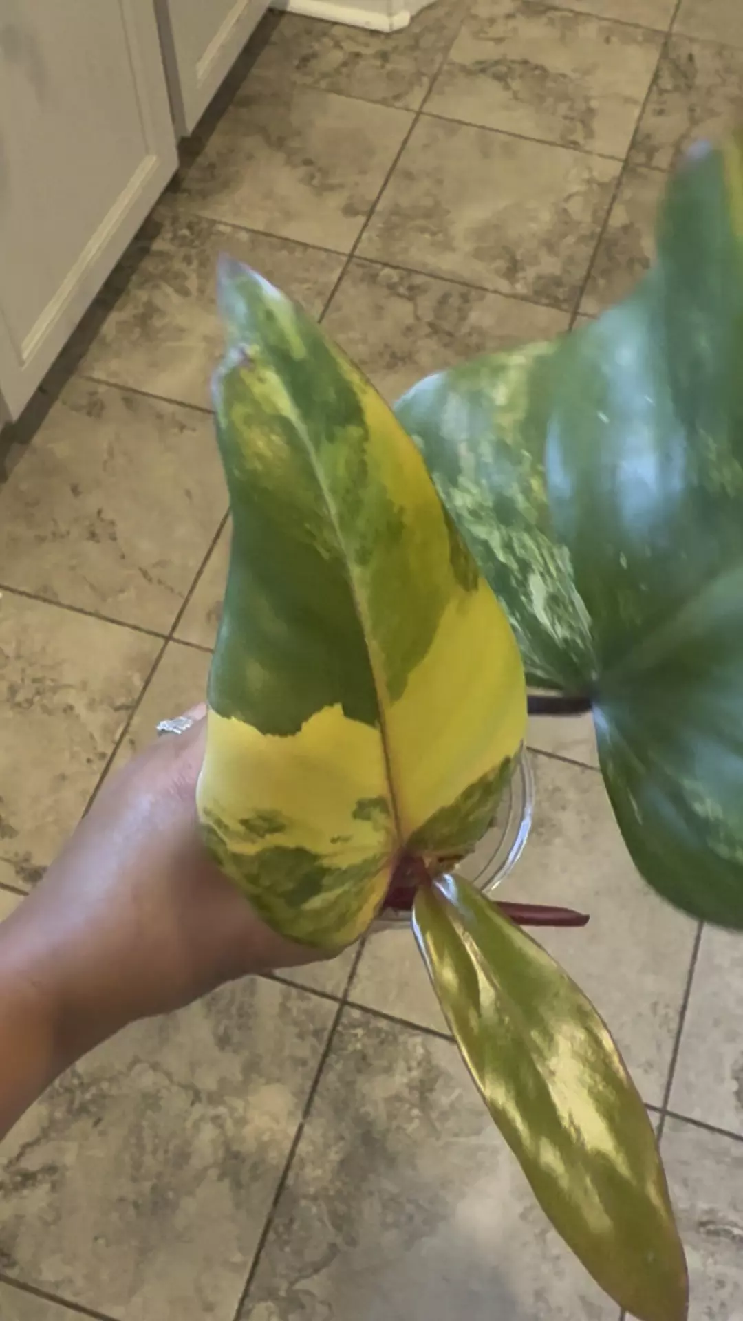 plant/Strawberry Shake Philodendron-0