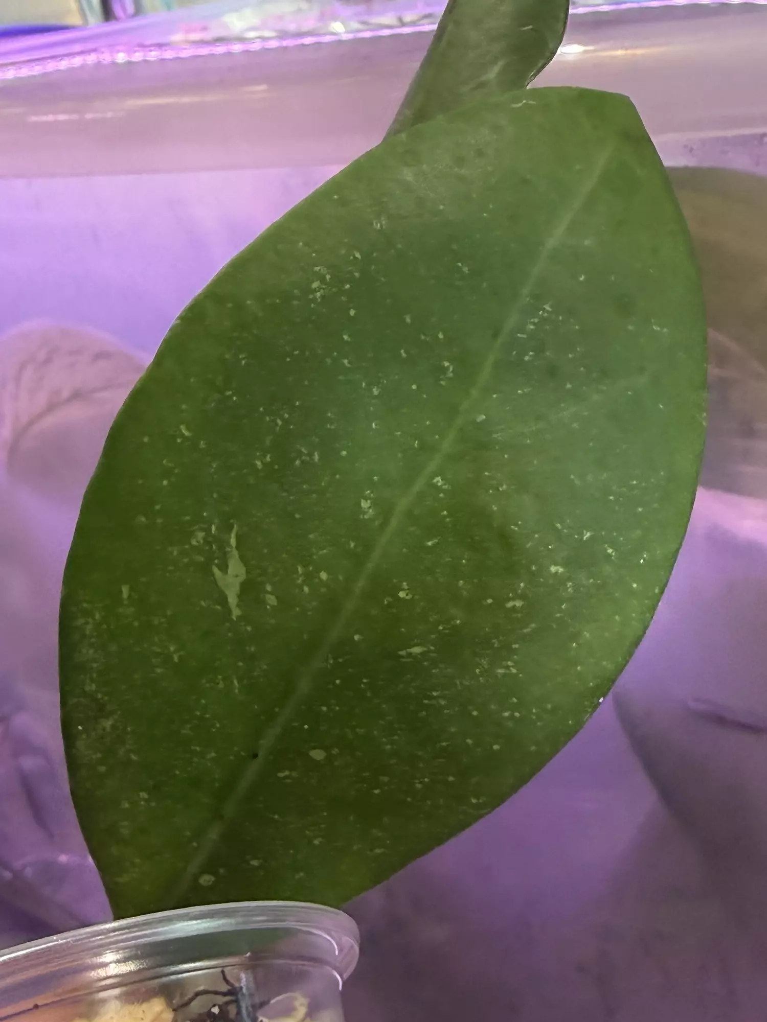 plant/Hoya mindorensis exact rooted cutting-1