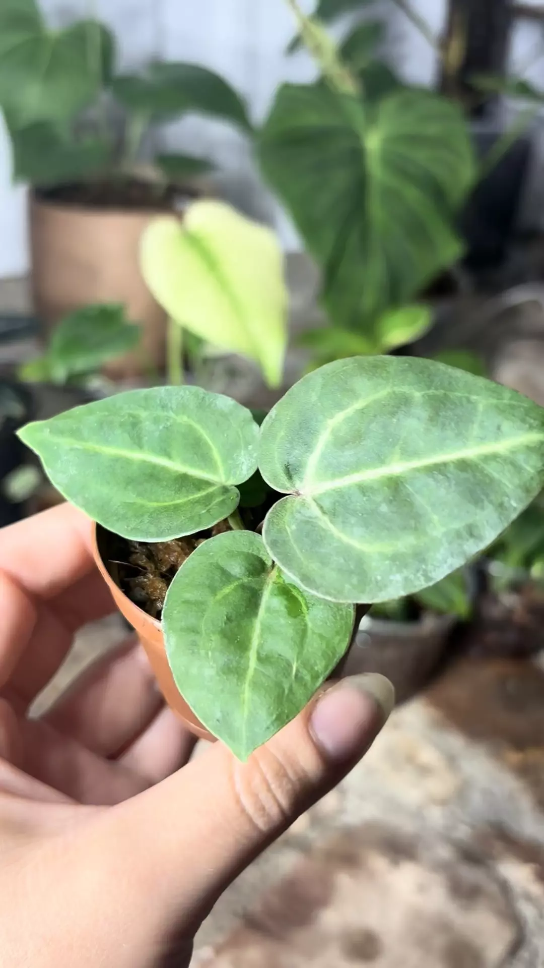 plant/anthurium wonderboy x michelle-1