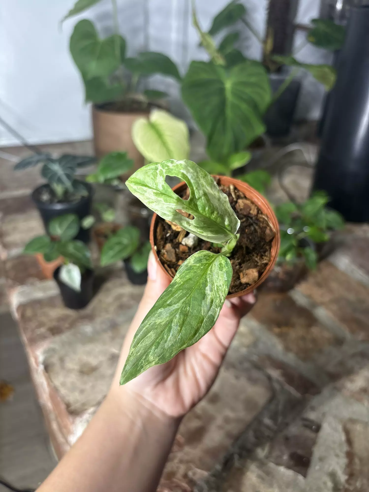 plant/monstera adansonii mint-0
