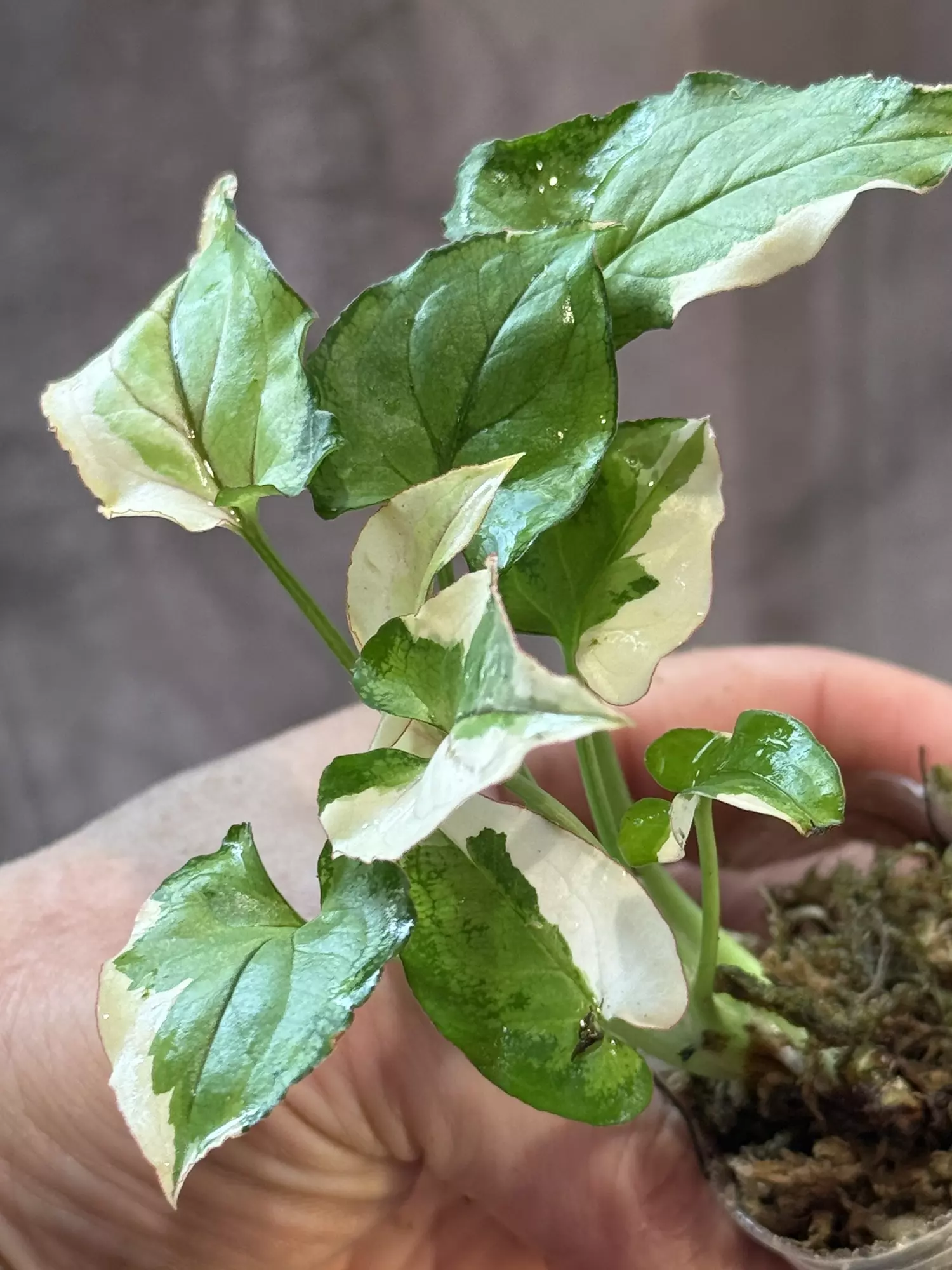 plant/White princess syngonium-2