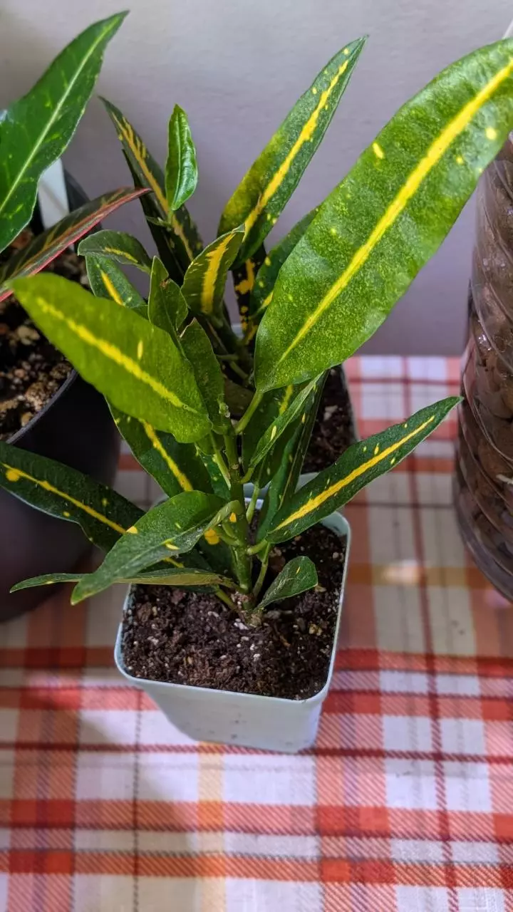 plant/Croton sunny star-2