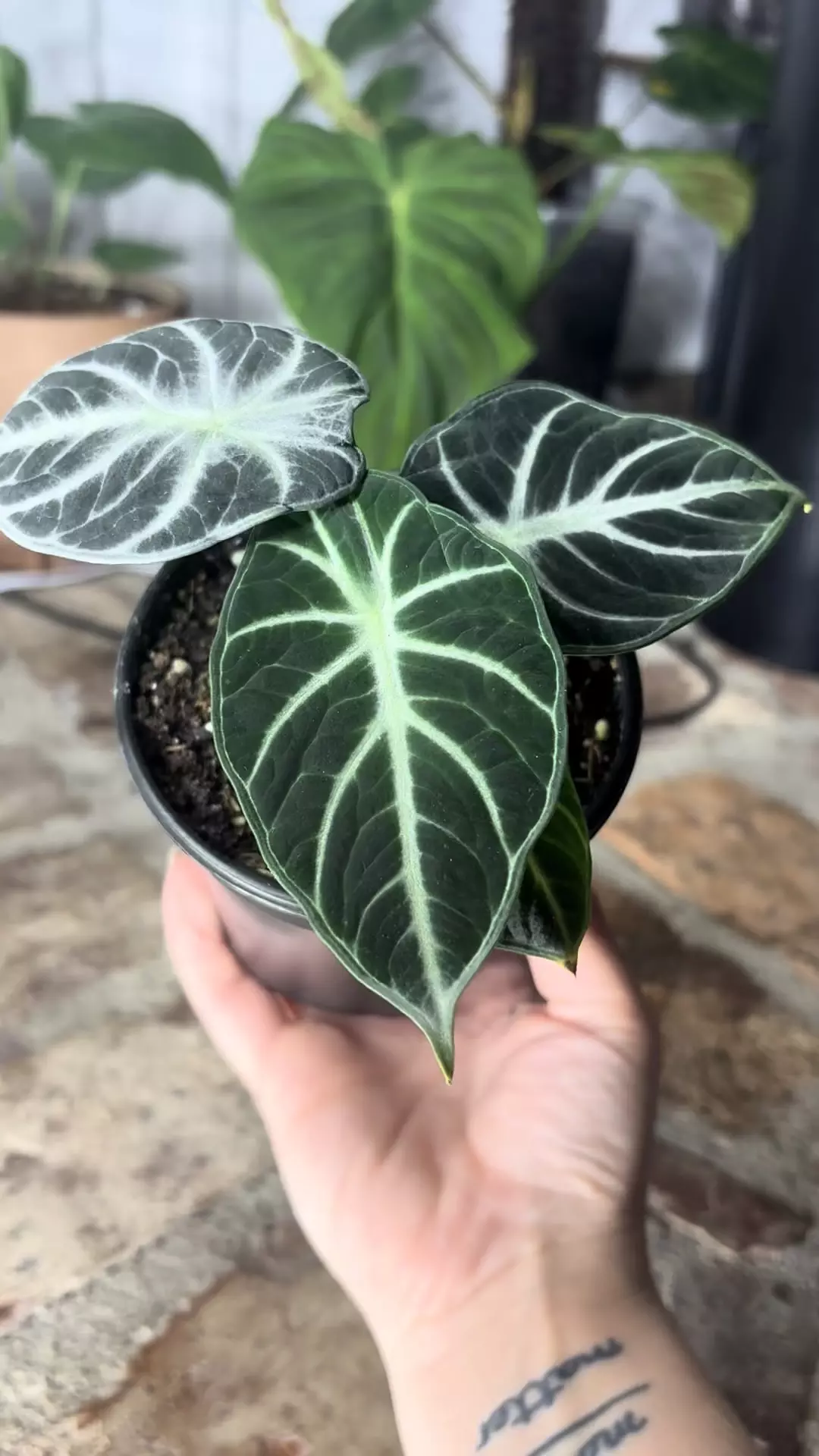 plant/alocasia ninja-1