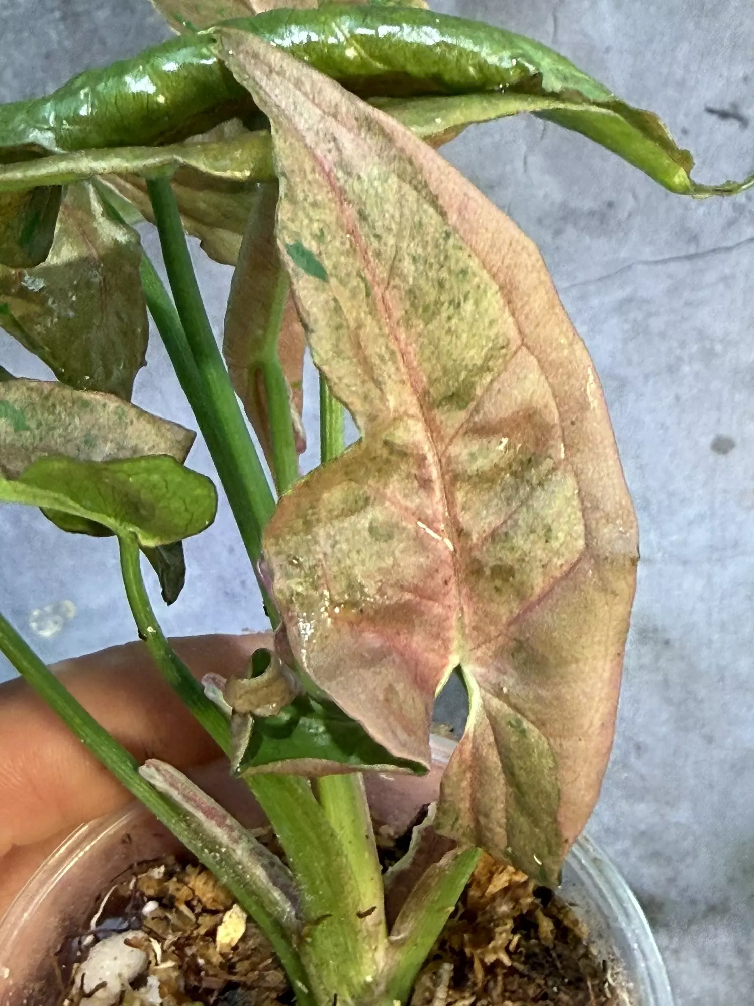 plant/RARE bubblegum dwarf syngonium lightly rooted collectors syngo-4
