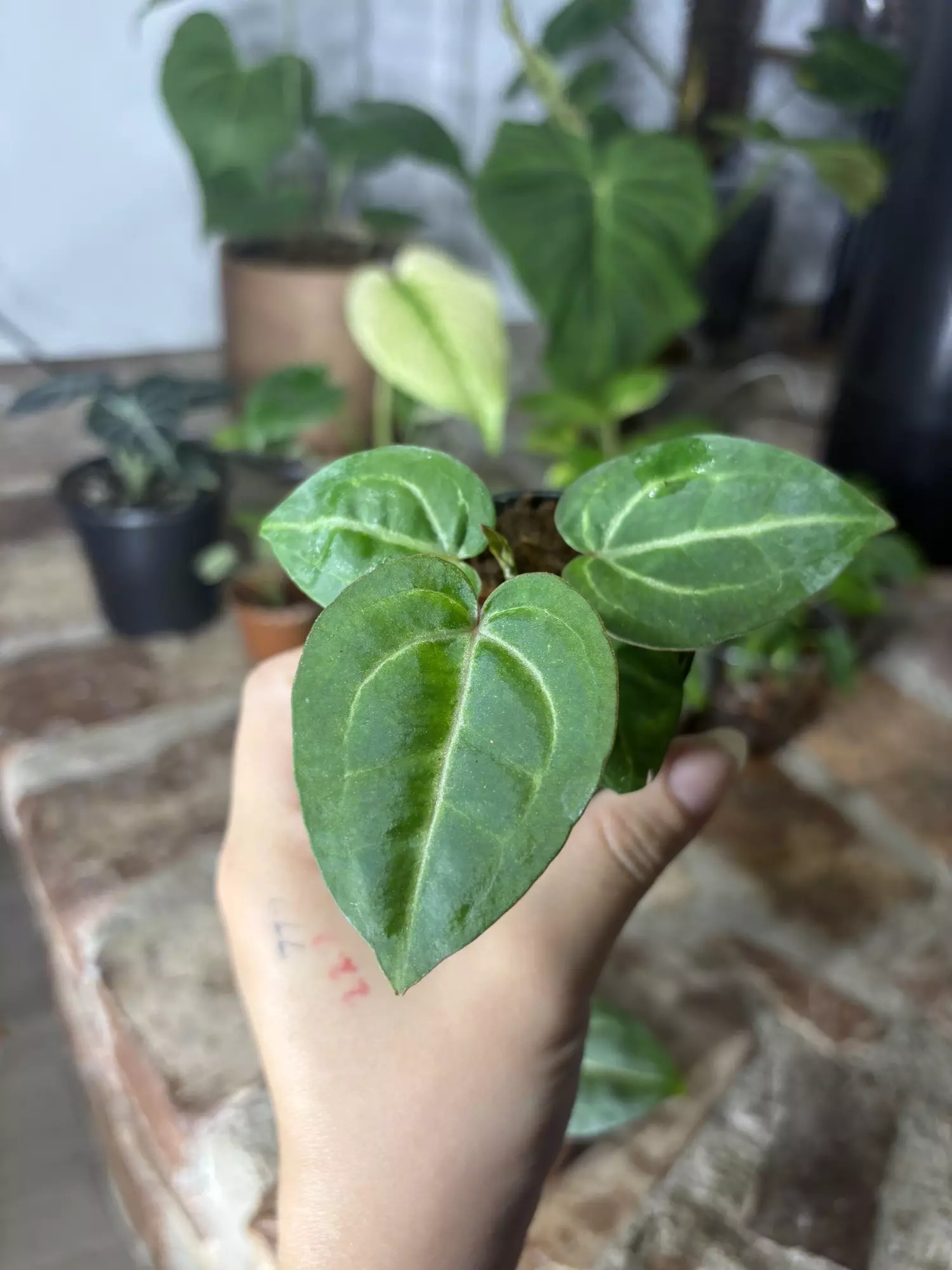 plant/anthurium wonderboy x michelle-0