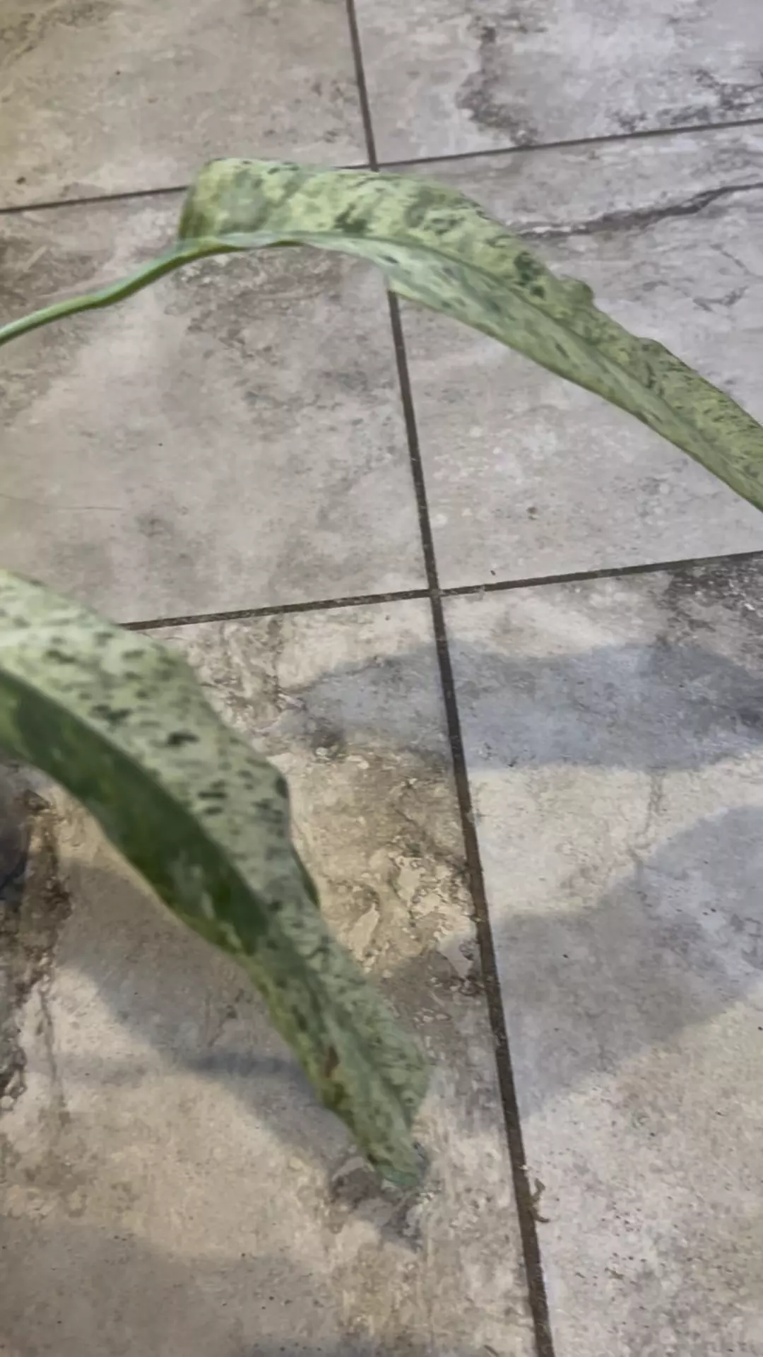 plant/Epi Geganteum Marble-0