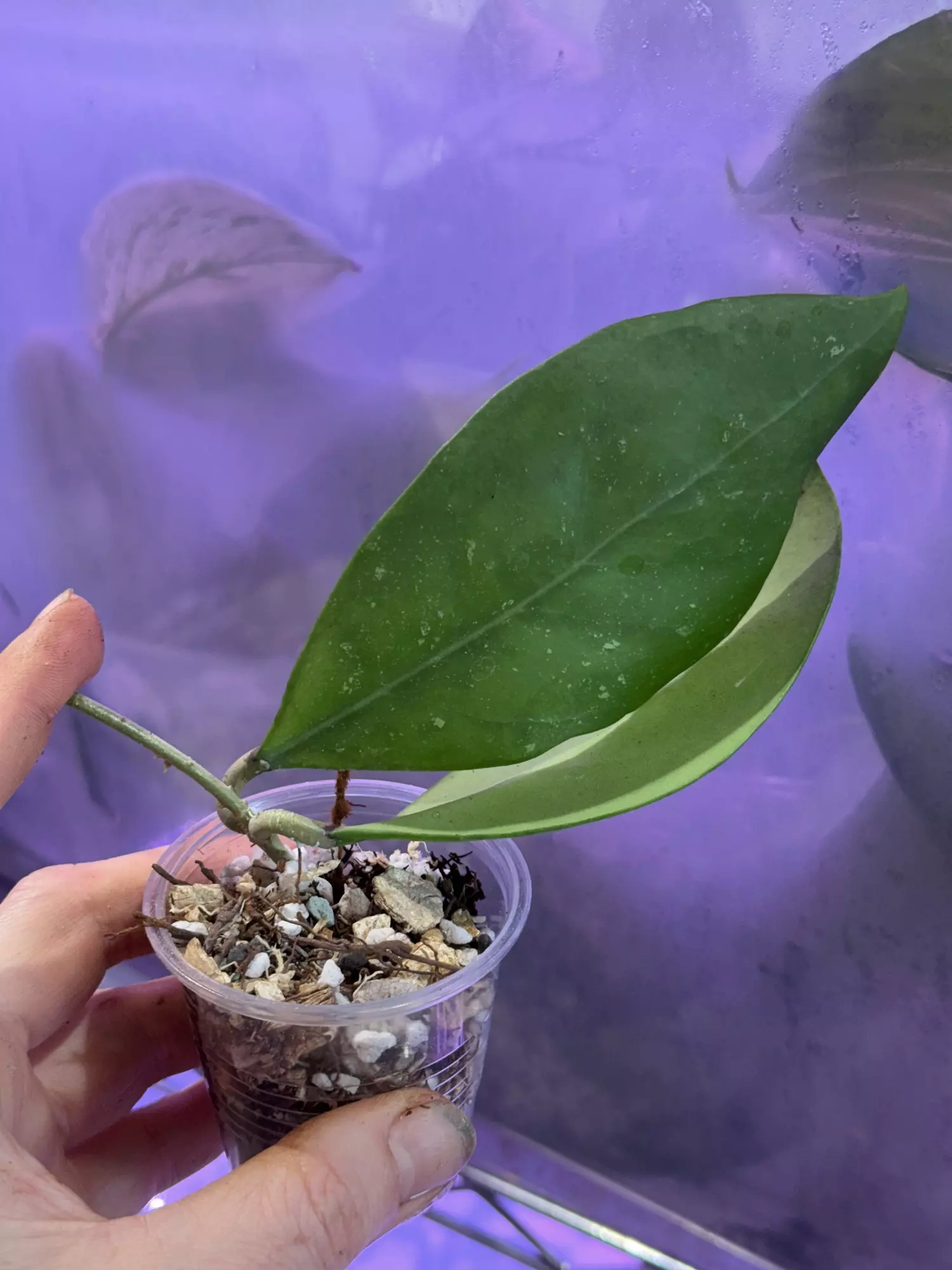 plant/Hoya mindorensis exact rooted cutting-2