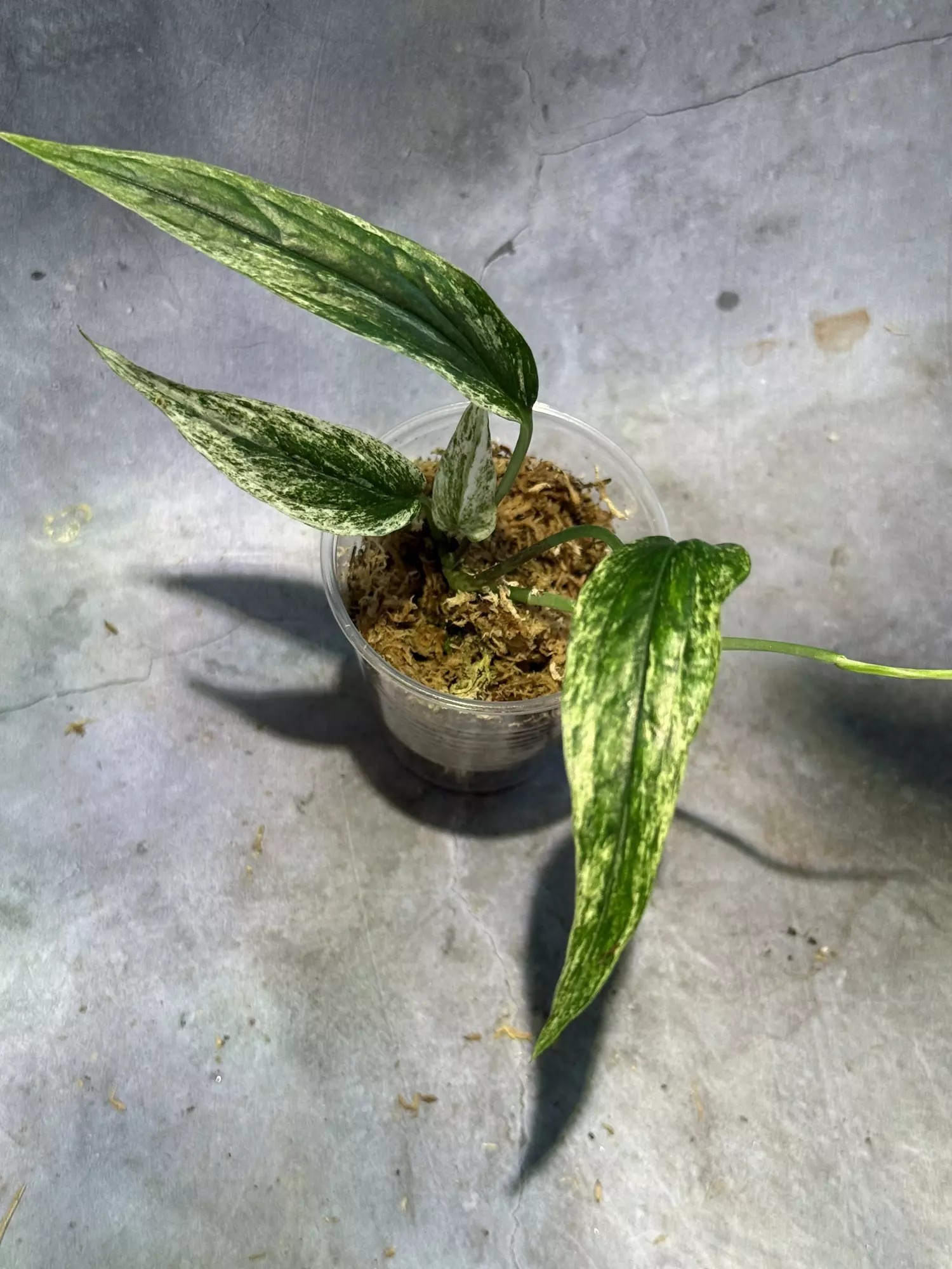 plant/Variegated amydrium zipelianum lightly rooted-0