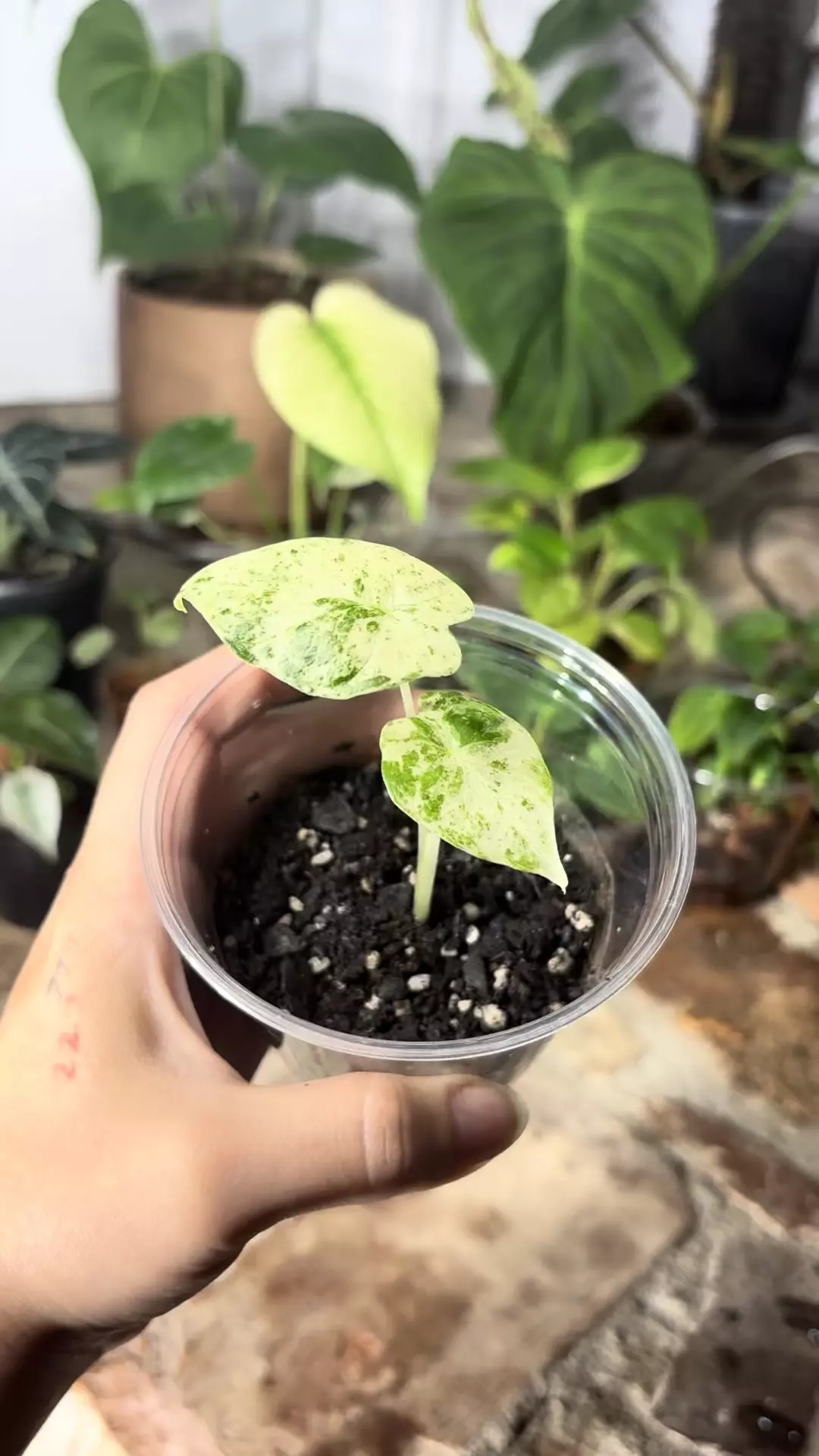 plant/alocasia blizzard-1