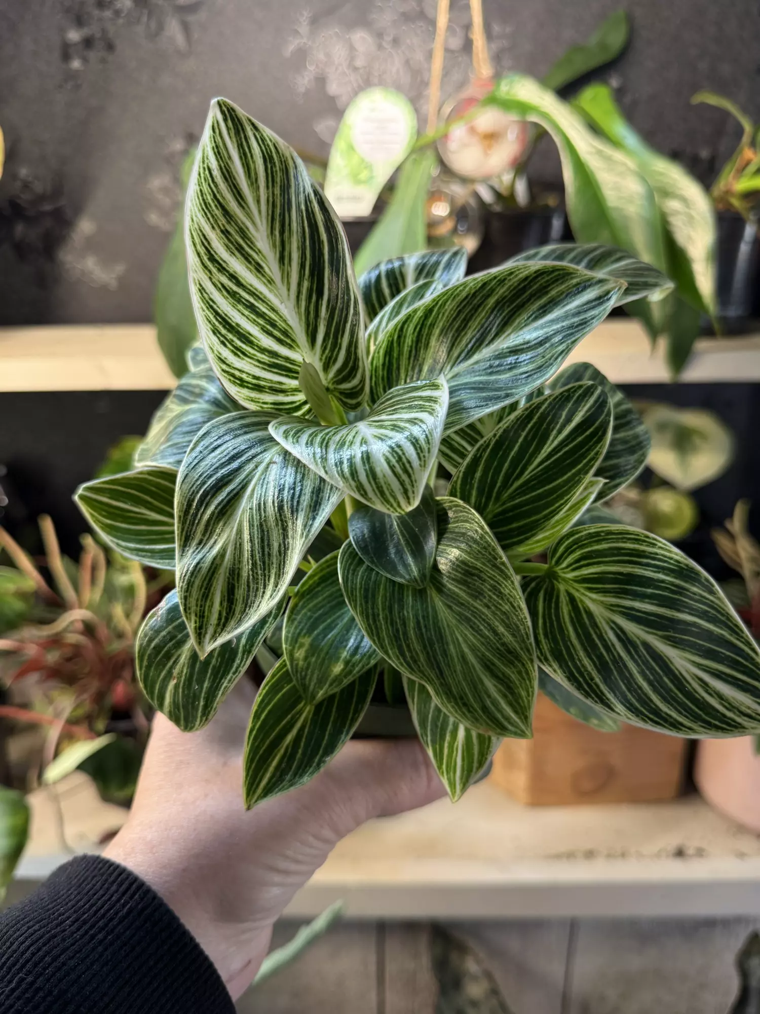 plant/Philo Birkin 4”-0