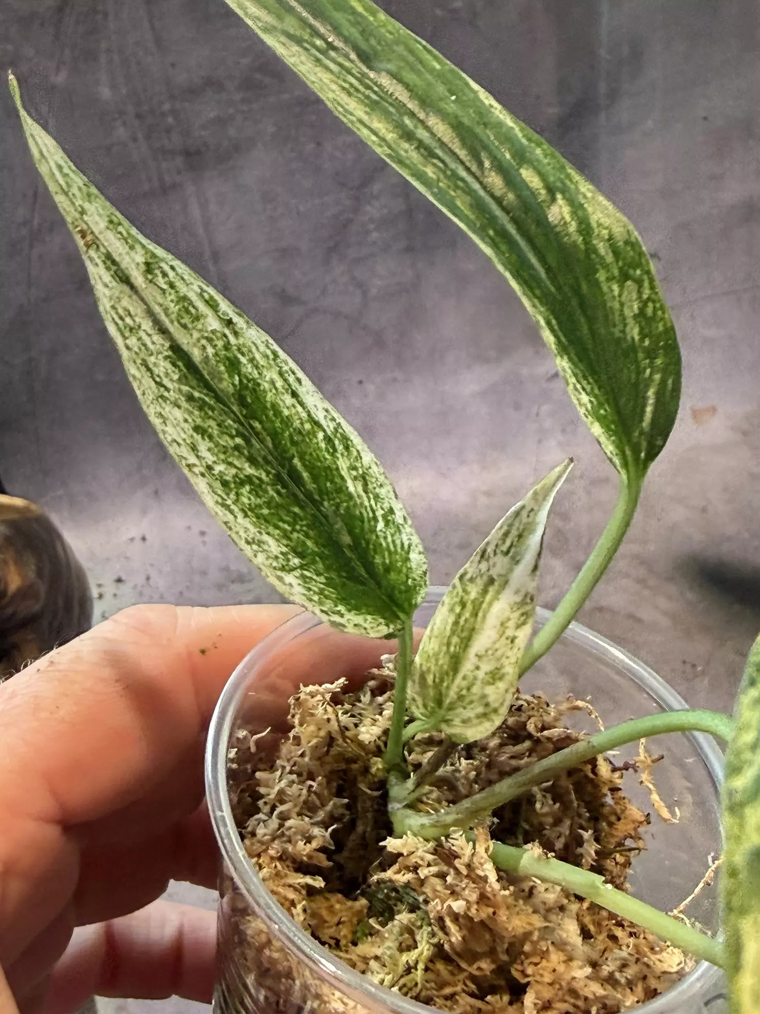 plant/Variegated amydrium zipelianum lightly rooted-1