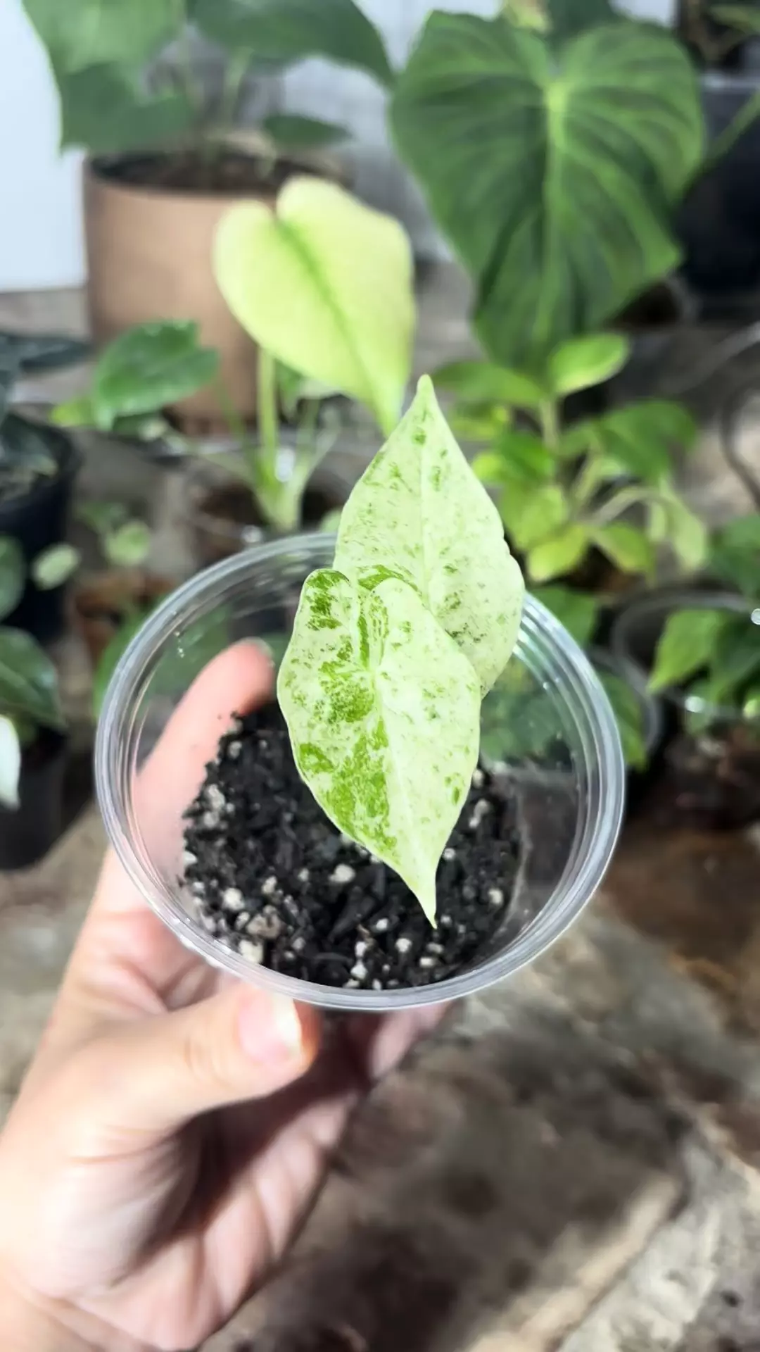 plant/alocasia blizzard-1