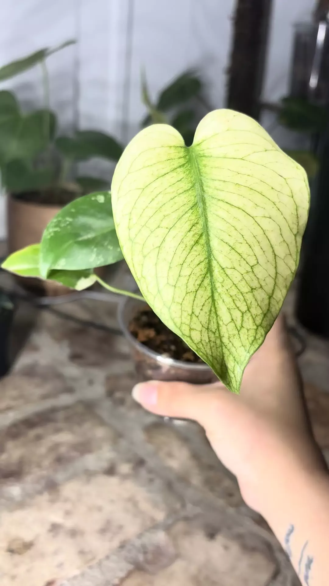 plant/monstera mint-1