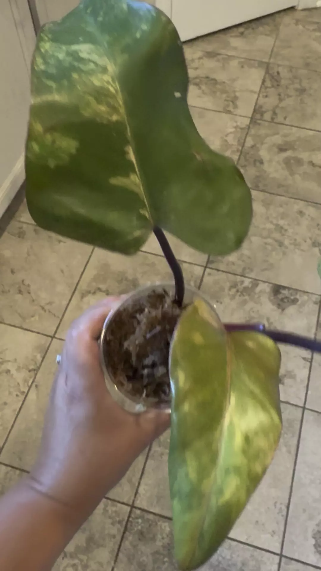 plant/Strawberry Shake Philodendron-0