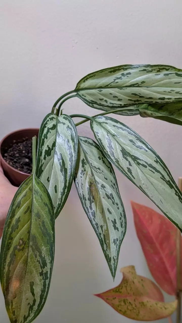 plant/Aglaonema Silver Queen-0